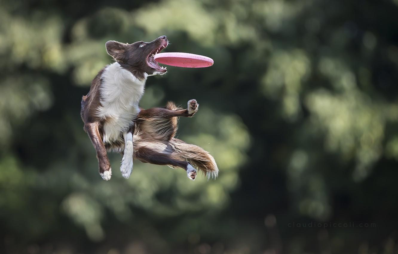 Wallpaper jump, the game, dog, dog, disk, catches, Border Collie