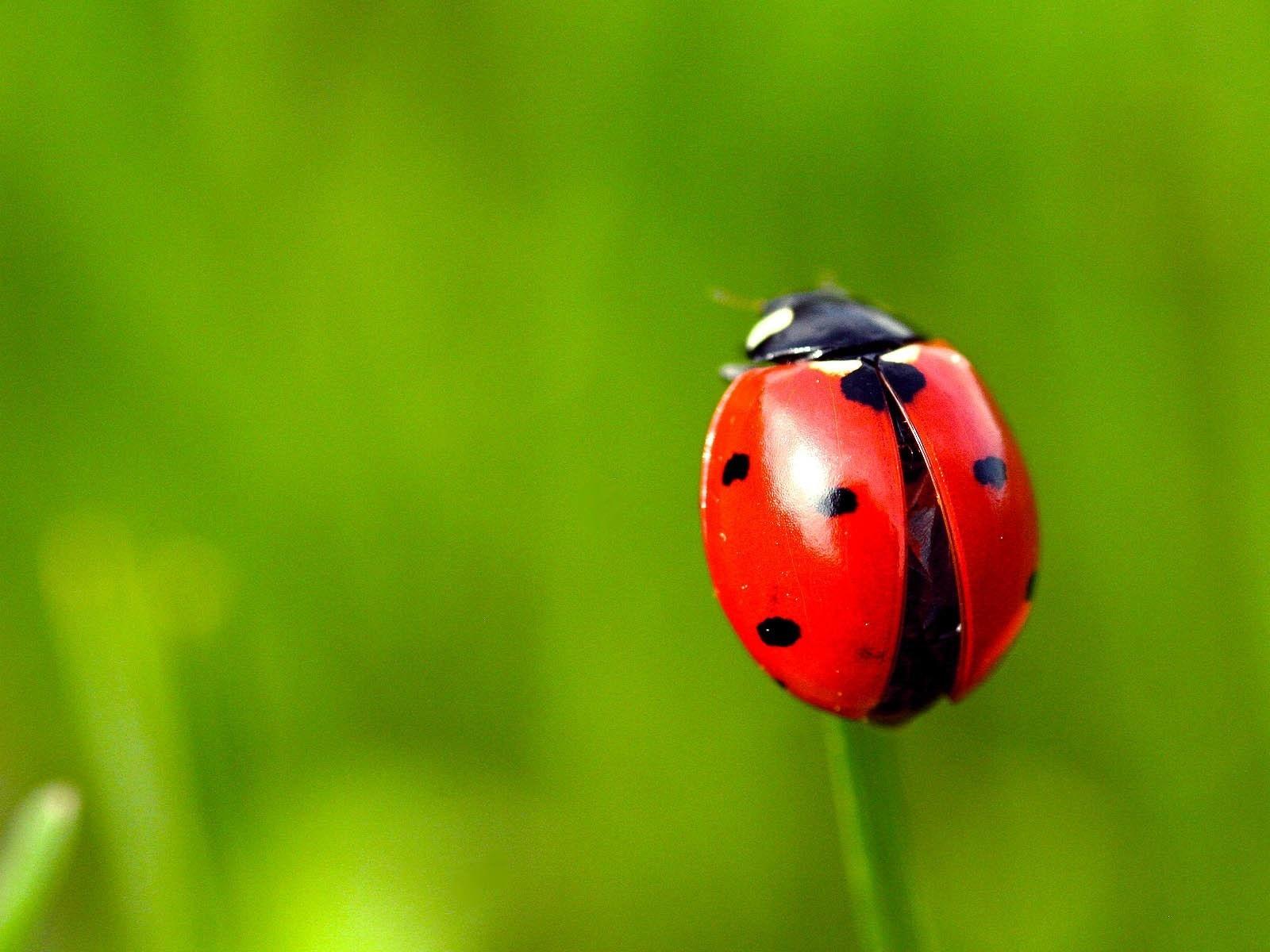 Wallpaper Red ladybug, grass, green background 1920x1200 HD Picture