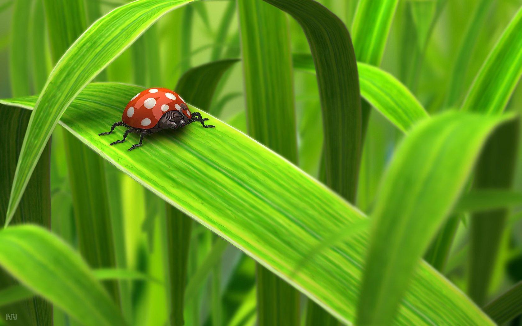 Ladybug HD Wallpaper and Background Image