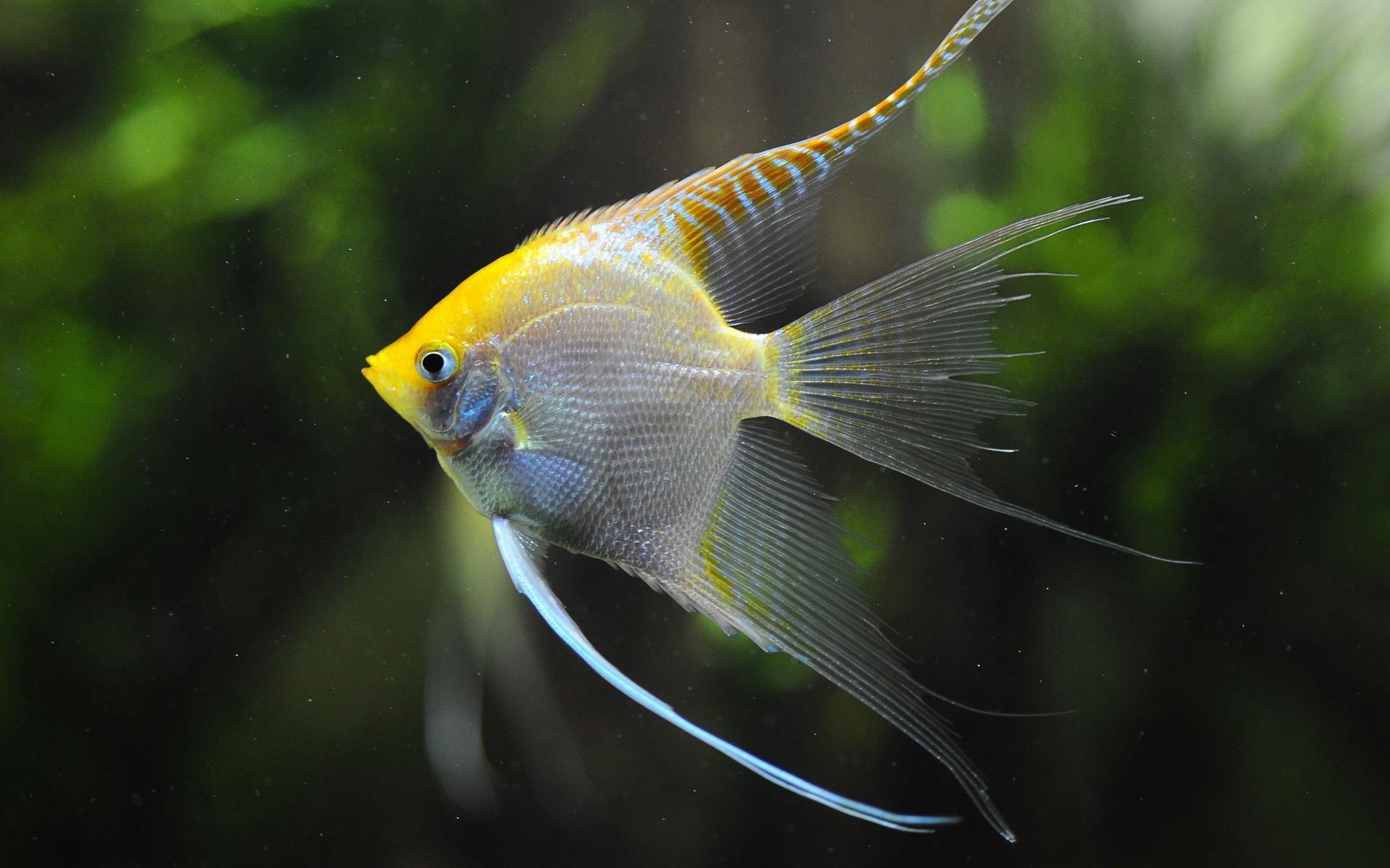 Mature imperator angel fish