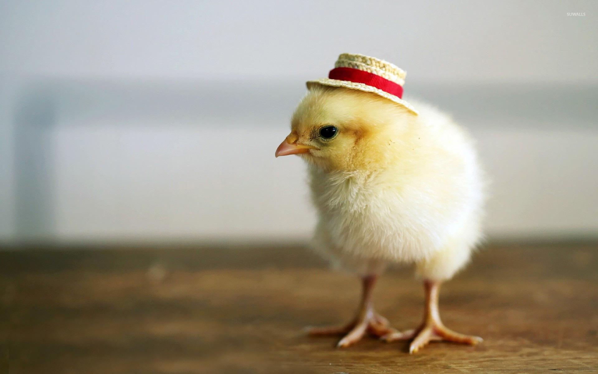 Chick with a hat wallpaper wallpaper