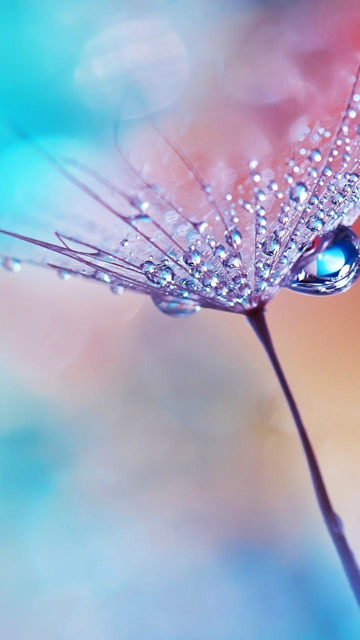 Download 720x1280 Wallpaper For Android, Flower, Water Drops, Dew