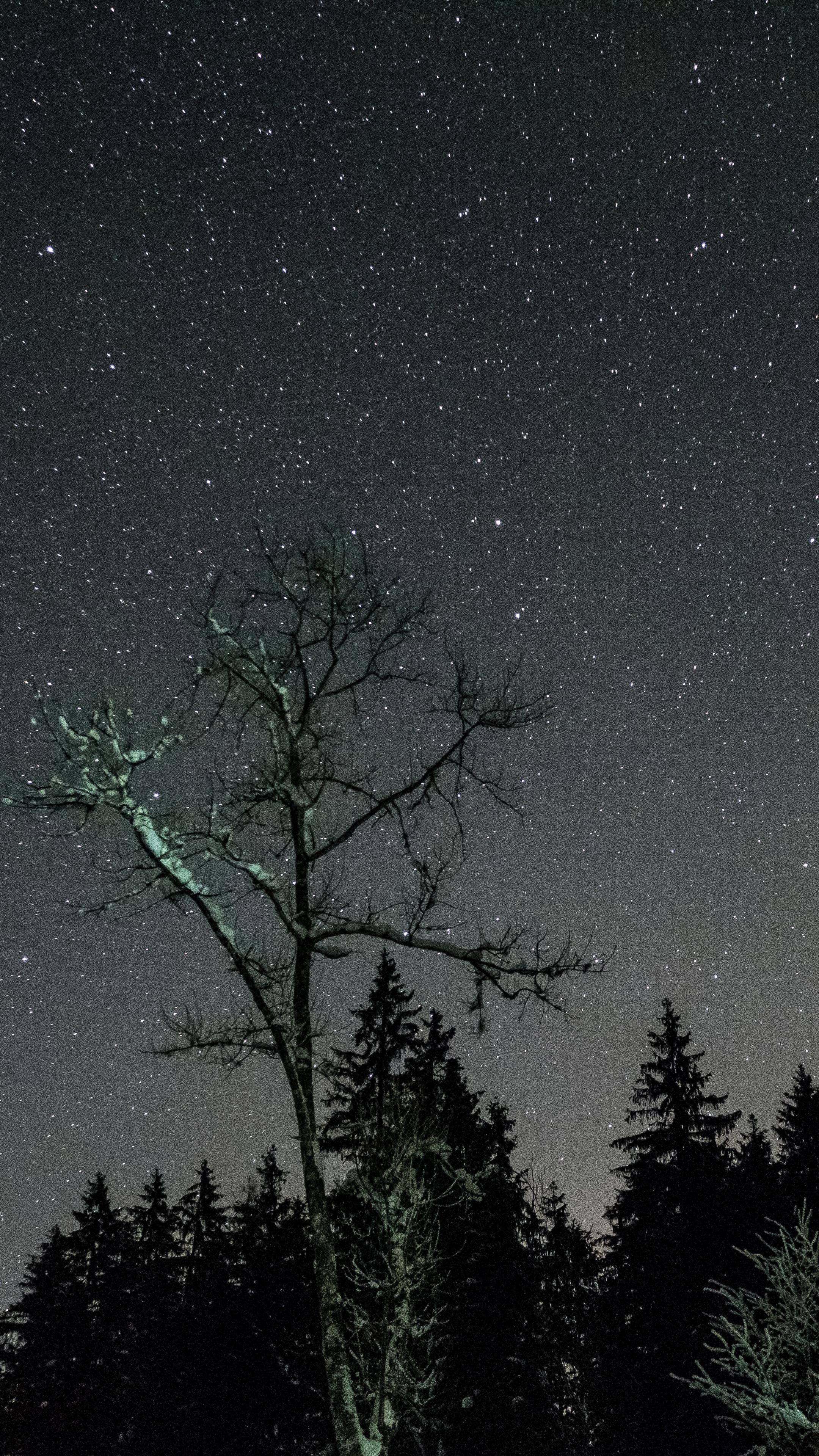 Download wallpaper 2160x3840 stars, night, sky, trees samsung galaxy