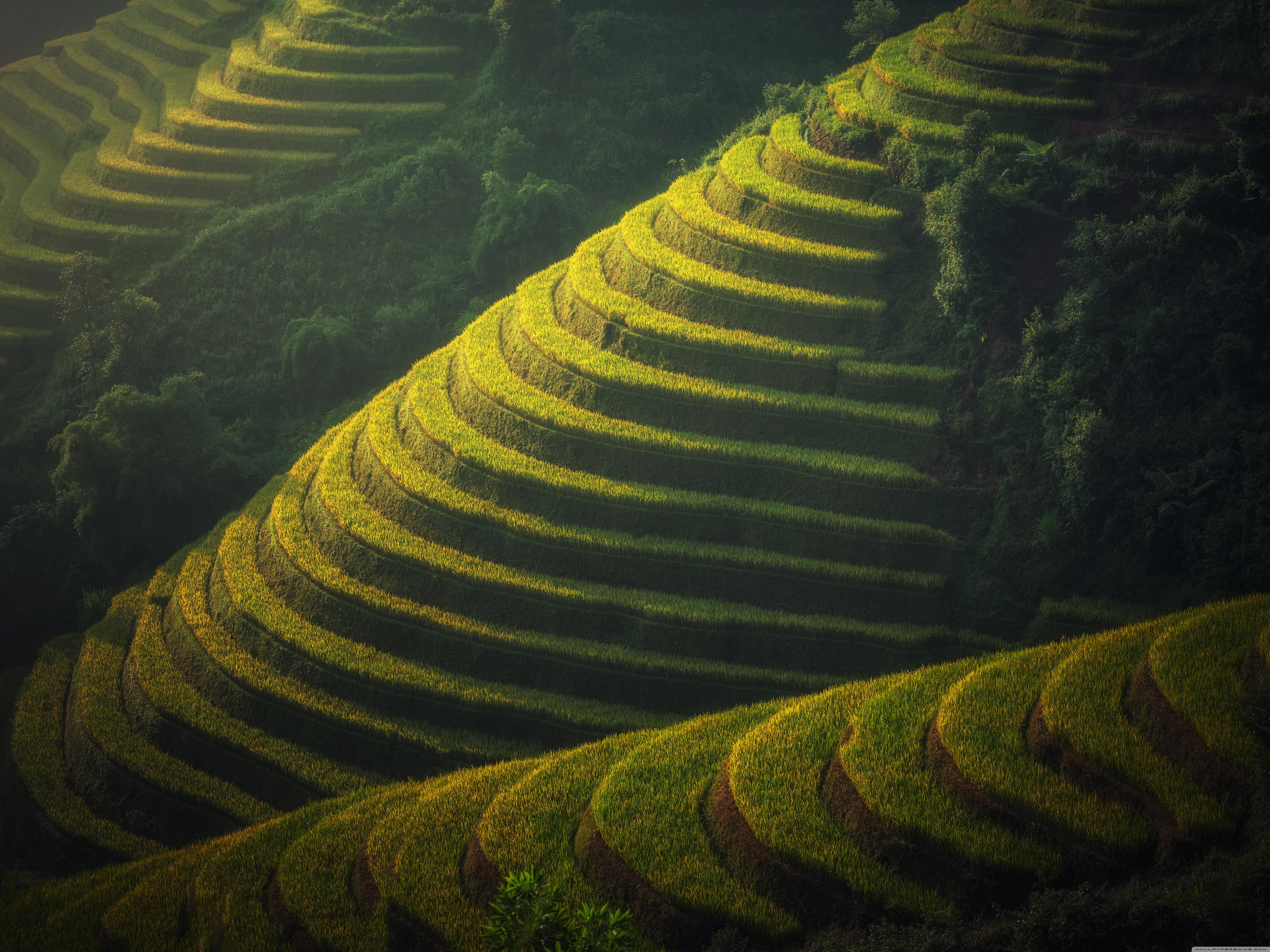 Beautiful Rice Terraces Landscape ❤ 4K HD Desktop Wallpaper for 4K