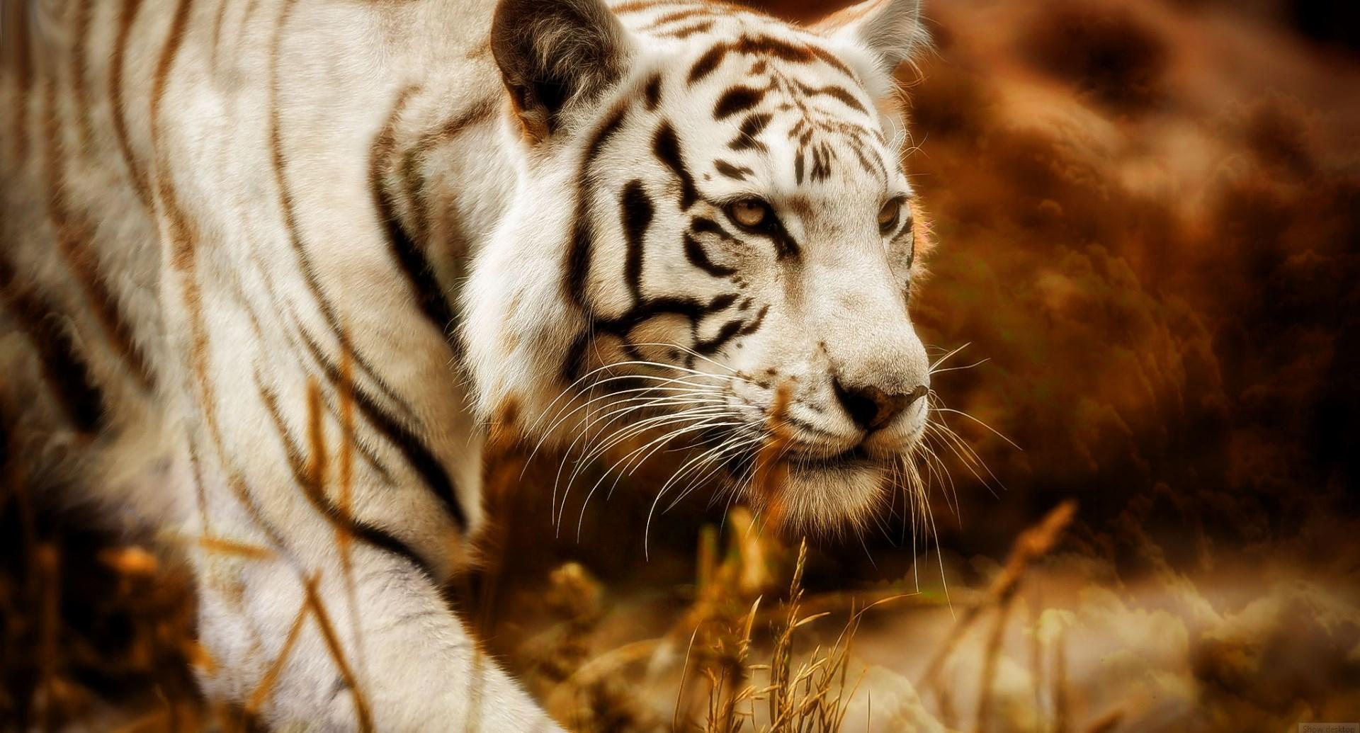 1920x1035 Free screensaver white tiger. Animal. Tokkoro