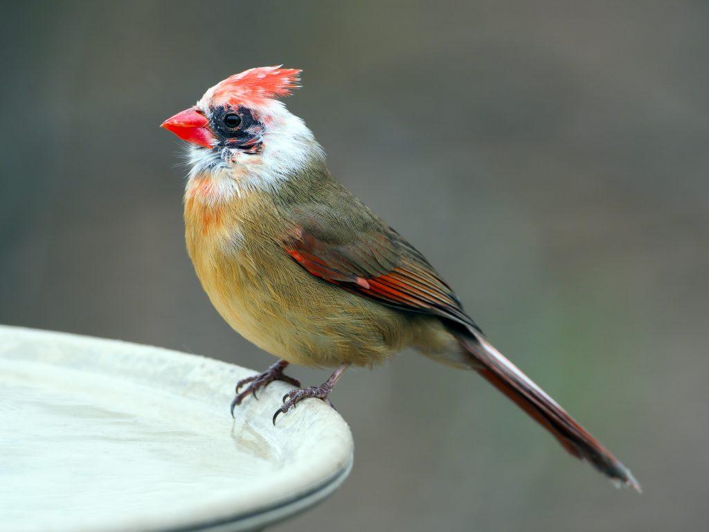 Leucistic Female Northern Cardinal