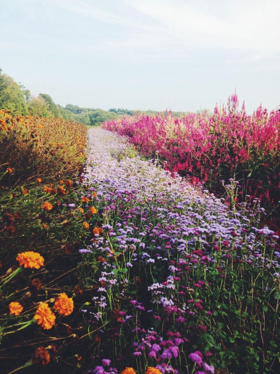 Meadow Flowers On A Tuscany Hillside Wallpapers Wallpaper Cave