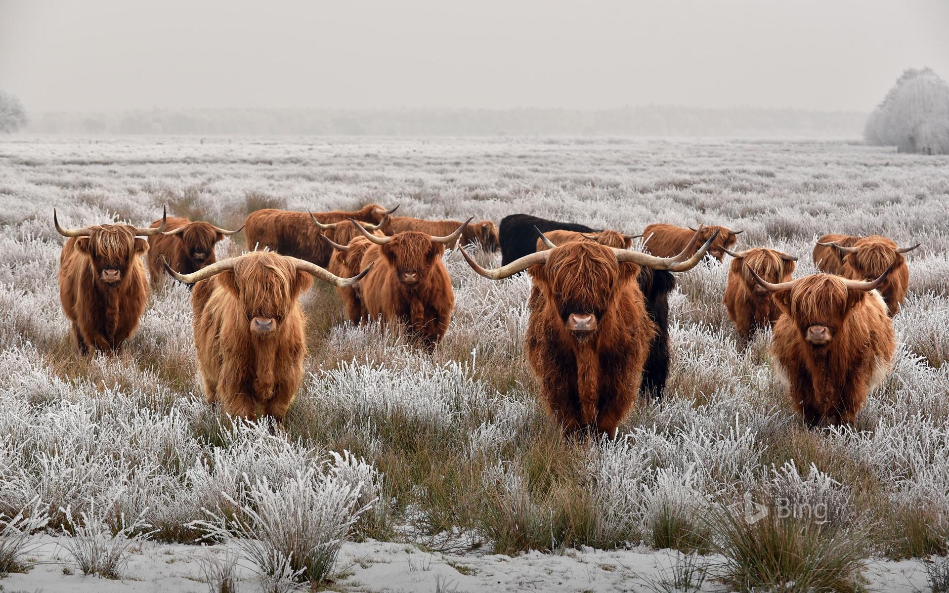 Herd Of Highland Cattle In Winter © René Van Den Berg Alamy