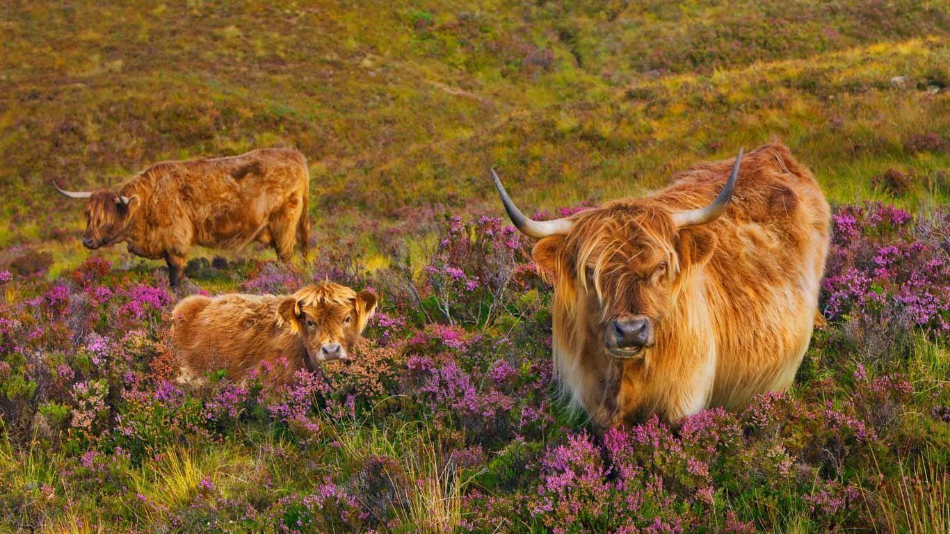 Scottish Wallpaper Highland Cattle. Highland cattle in a