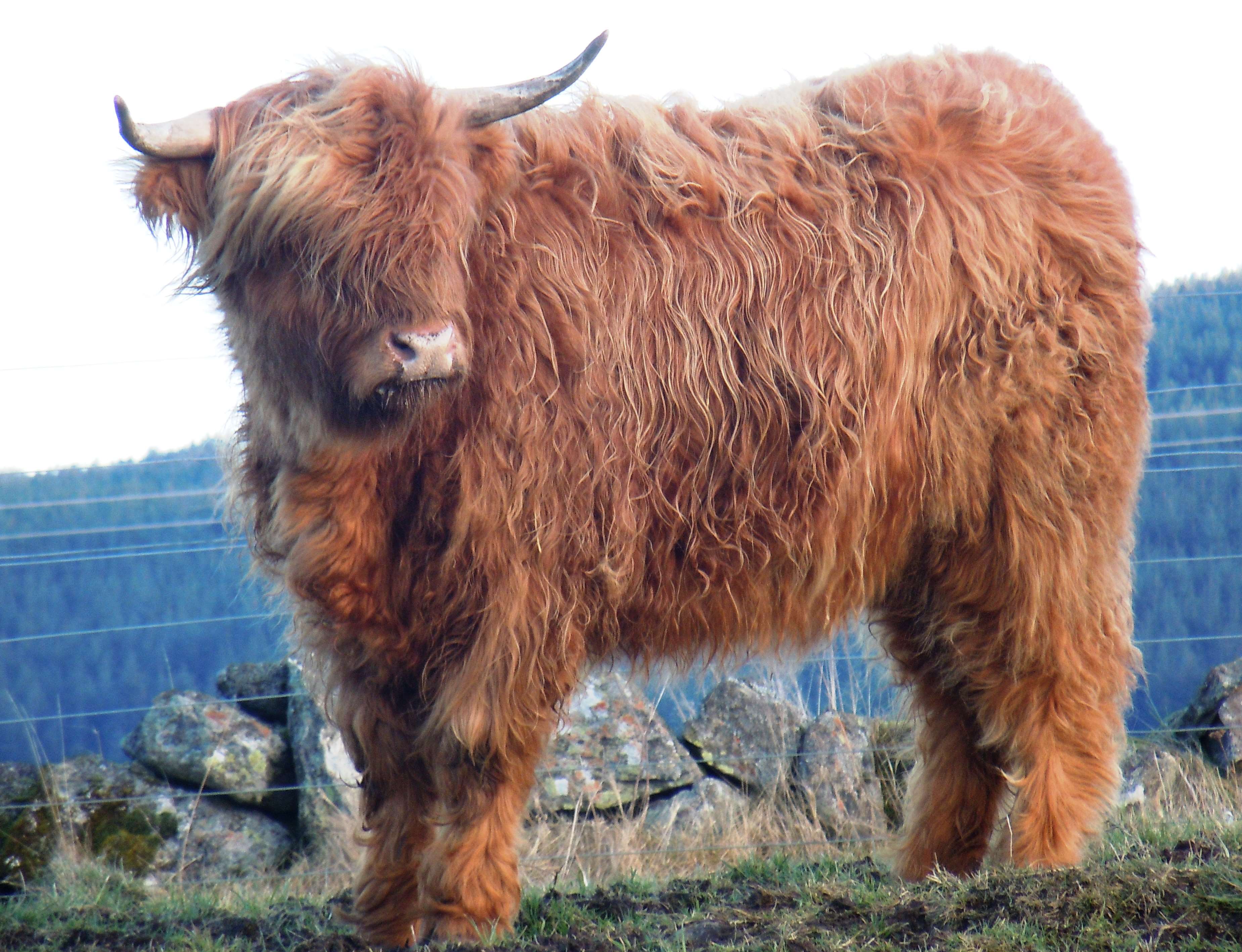 highland cattle wallpaper and background. Free