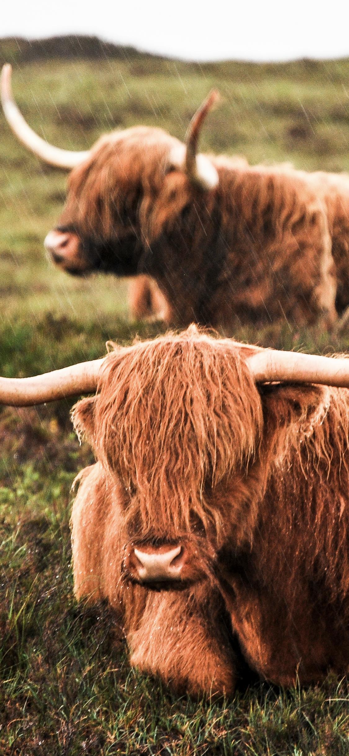 Animal Highland Cattle (1125x2436) Wallpaper