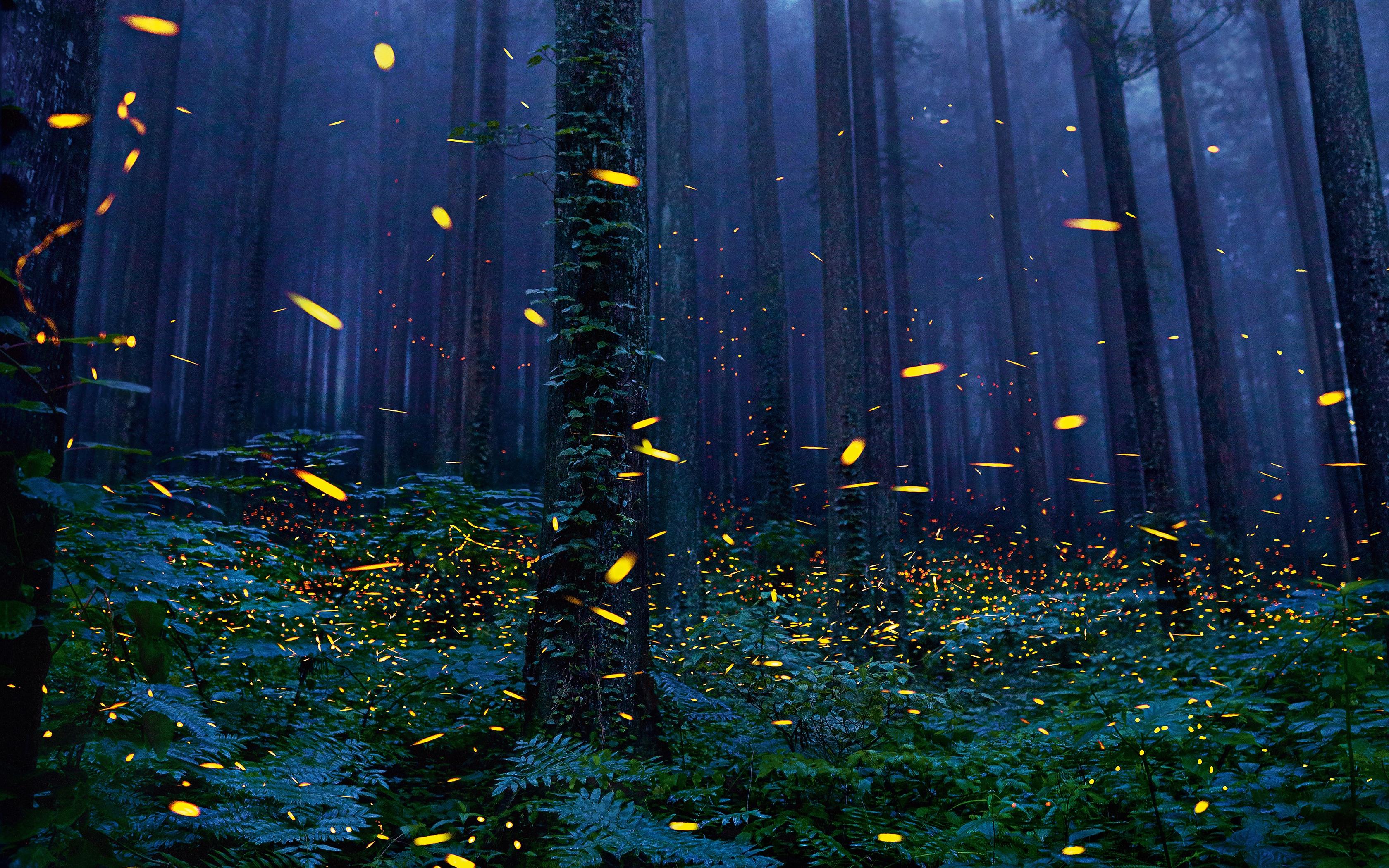 Download 3360x2100 Forest, Fireflies, Trees, Night