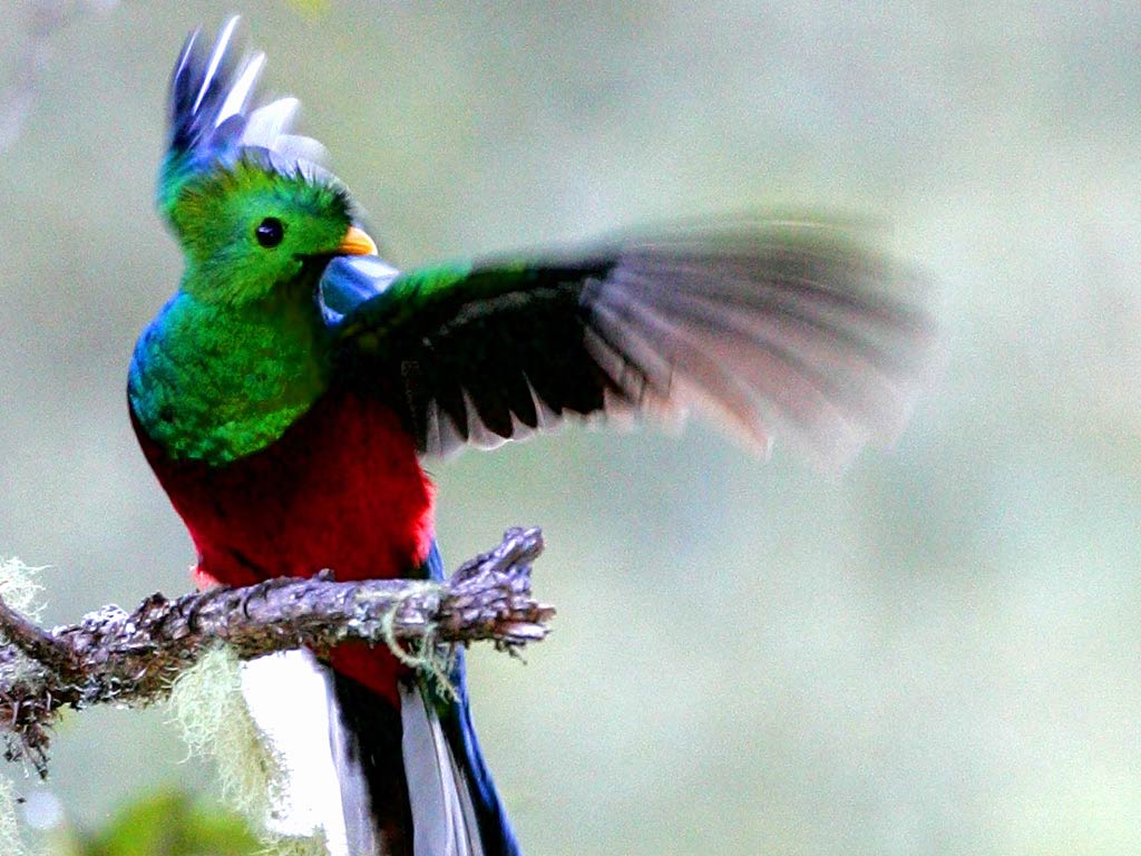 Пестрые птицы красивые фото и картинки