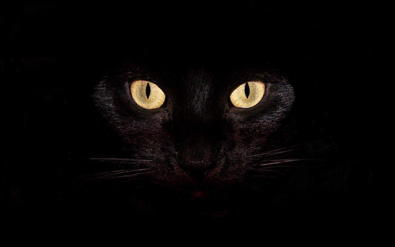 1080p HD Dark Cat Wallpaper High Quality Desktop, iphone and android and Wallpaper. Animals Wallpaper HD. Cat dark, Cats, Cat wallpaper
