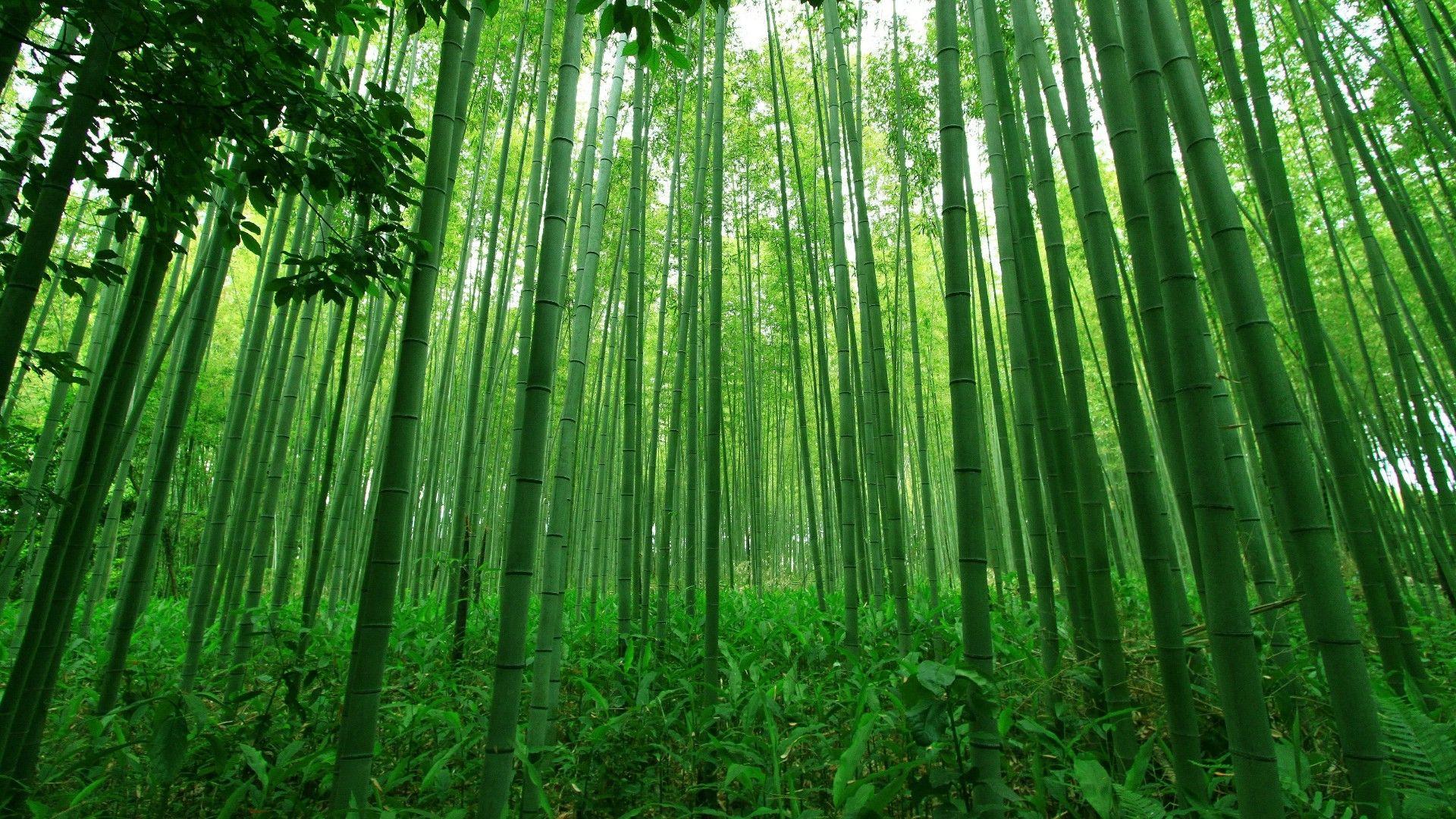 Green Bamboo Wallpaper X