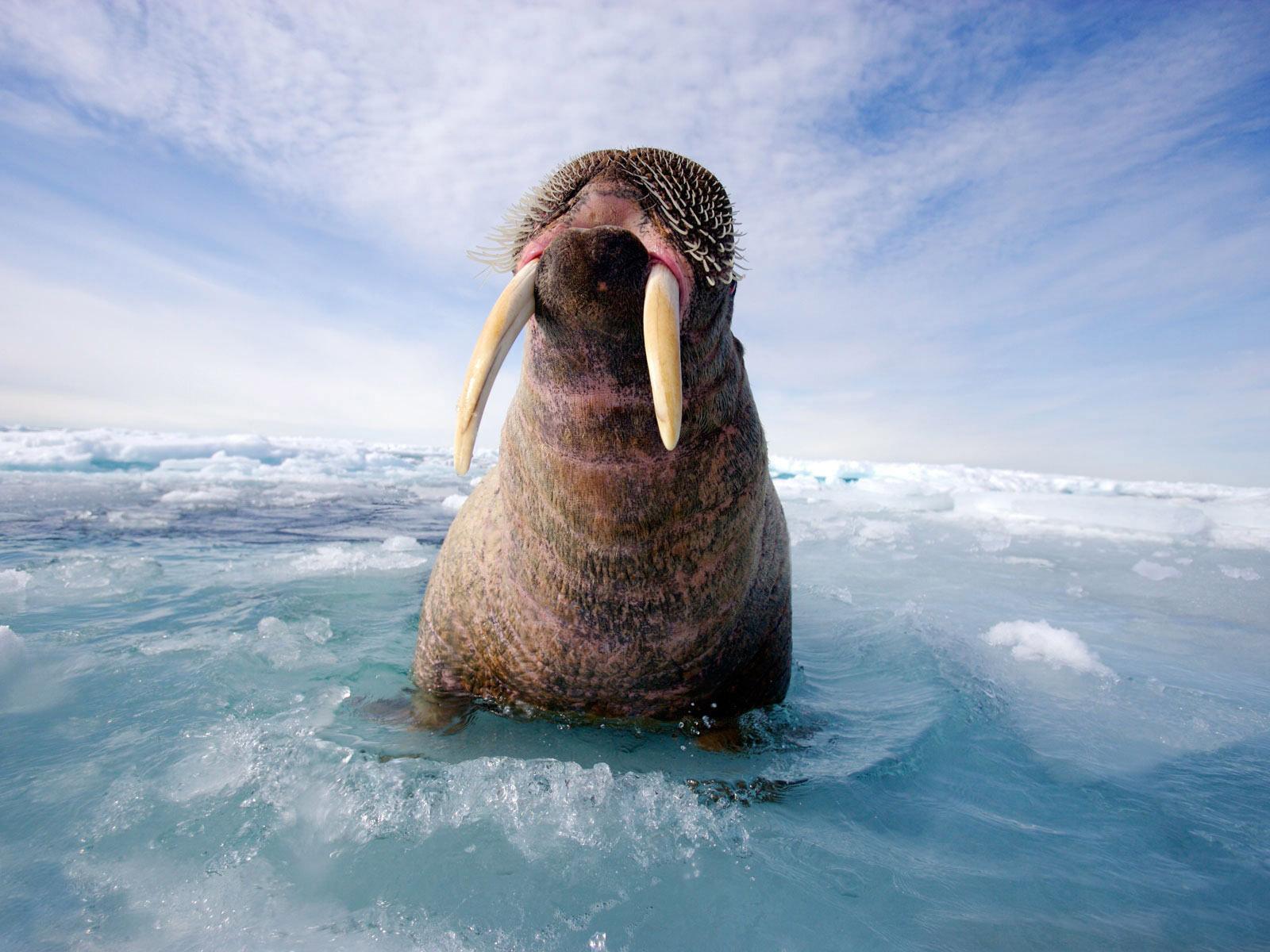 Walrus Wallpaper And Background Image Geographic