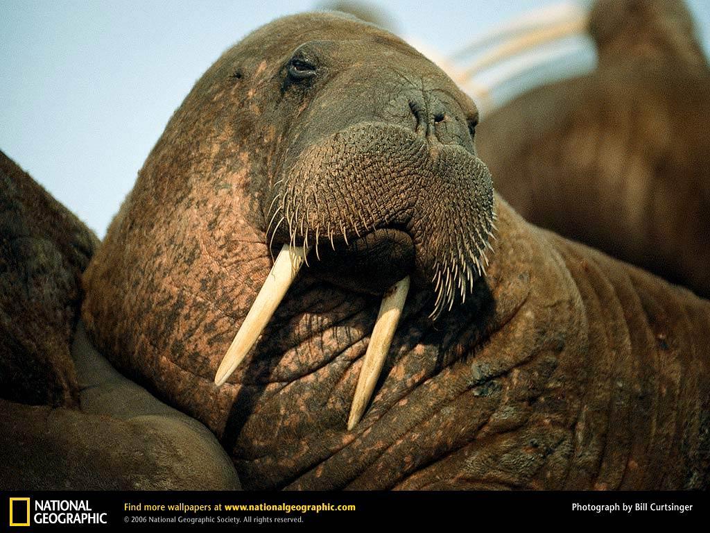 Walrus Wallpaper and Background