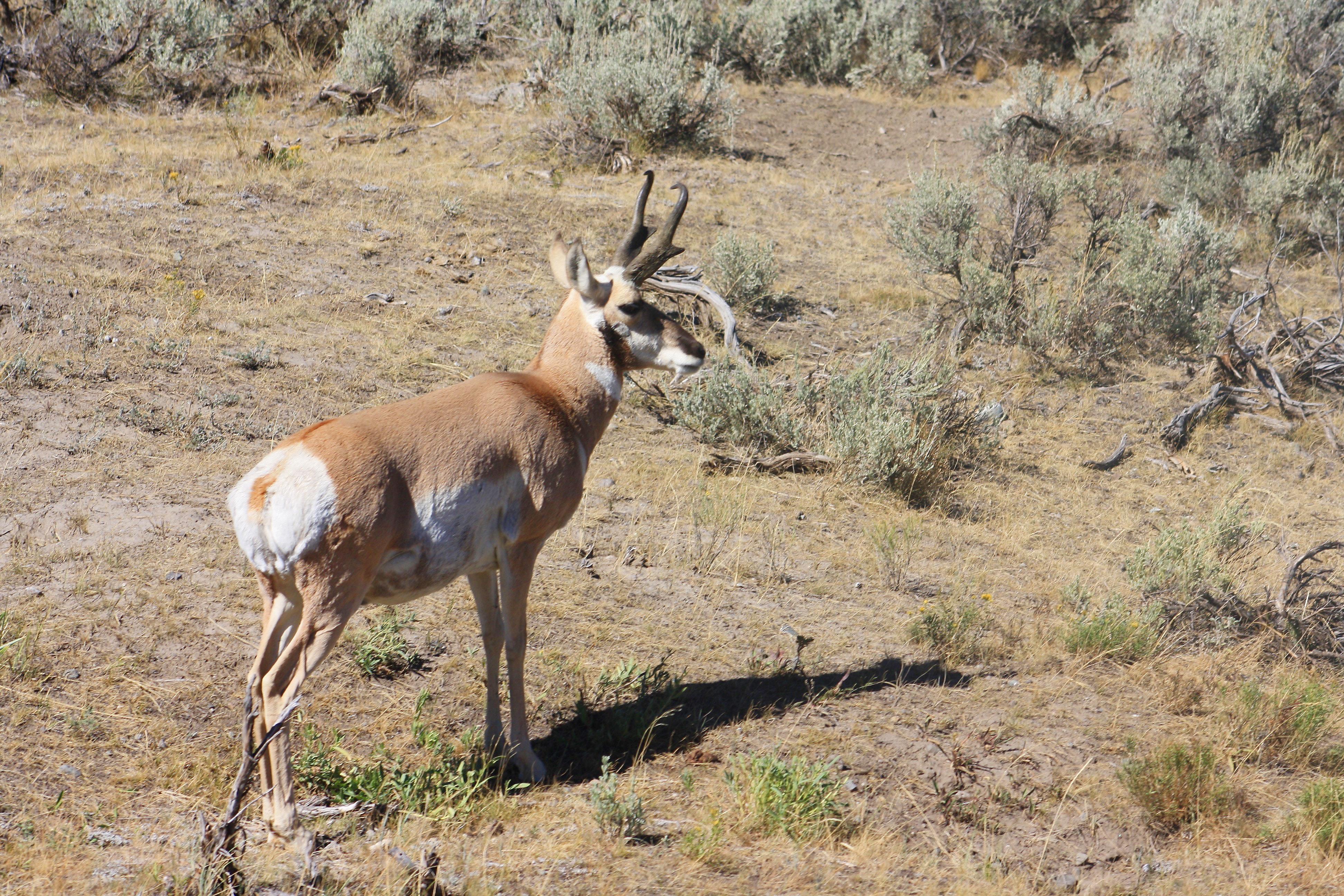 Free of antelope, pronghorn