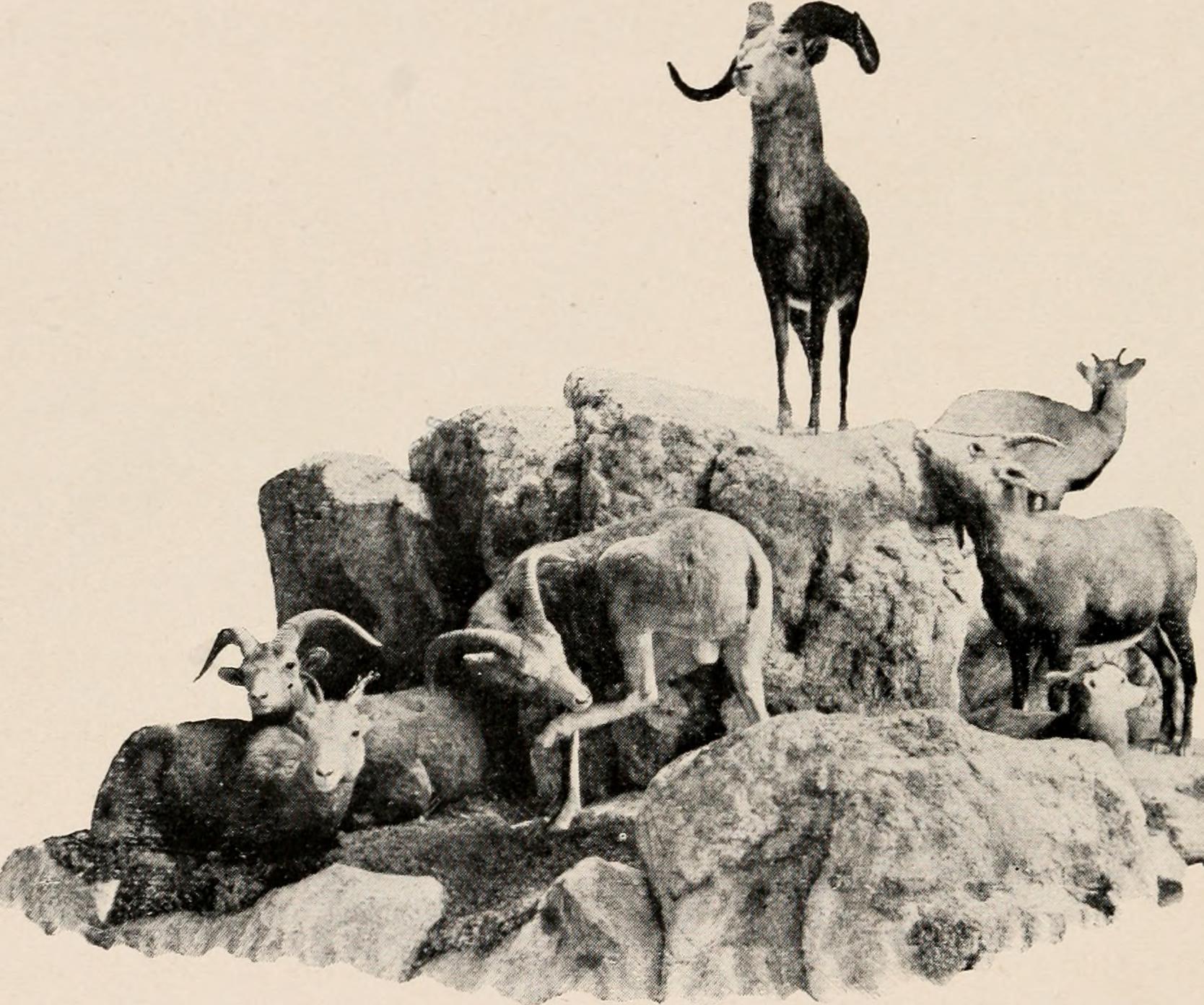 Image from of Introduction to zoology; a