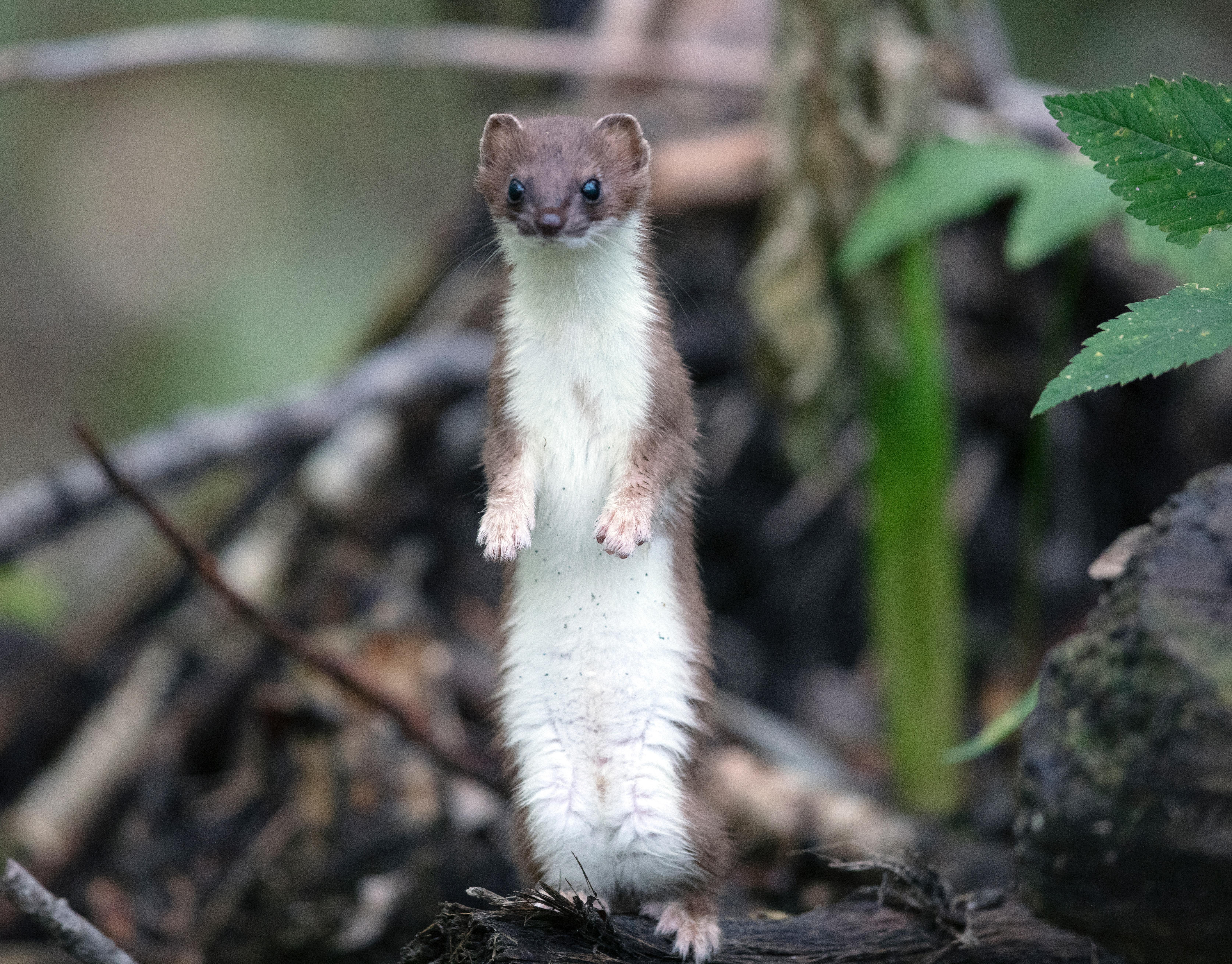 Weasel Picture. Download Free Image