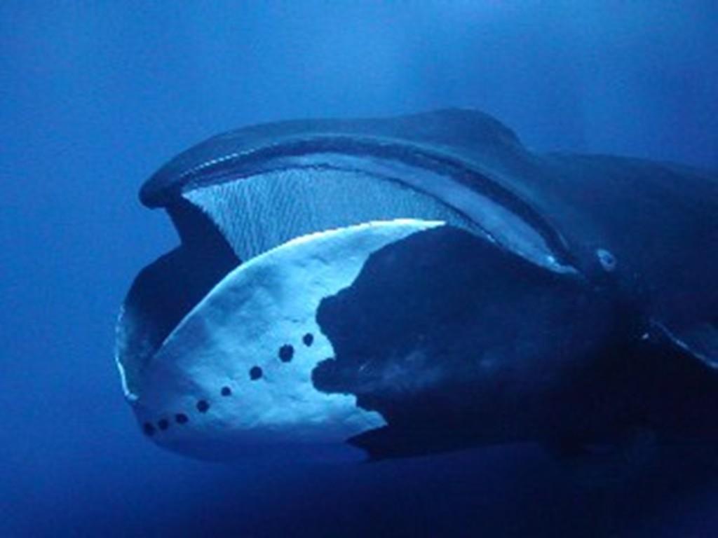 Bowhead Whales Have A 12 Foot Long Phallic Shaped Organ