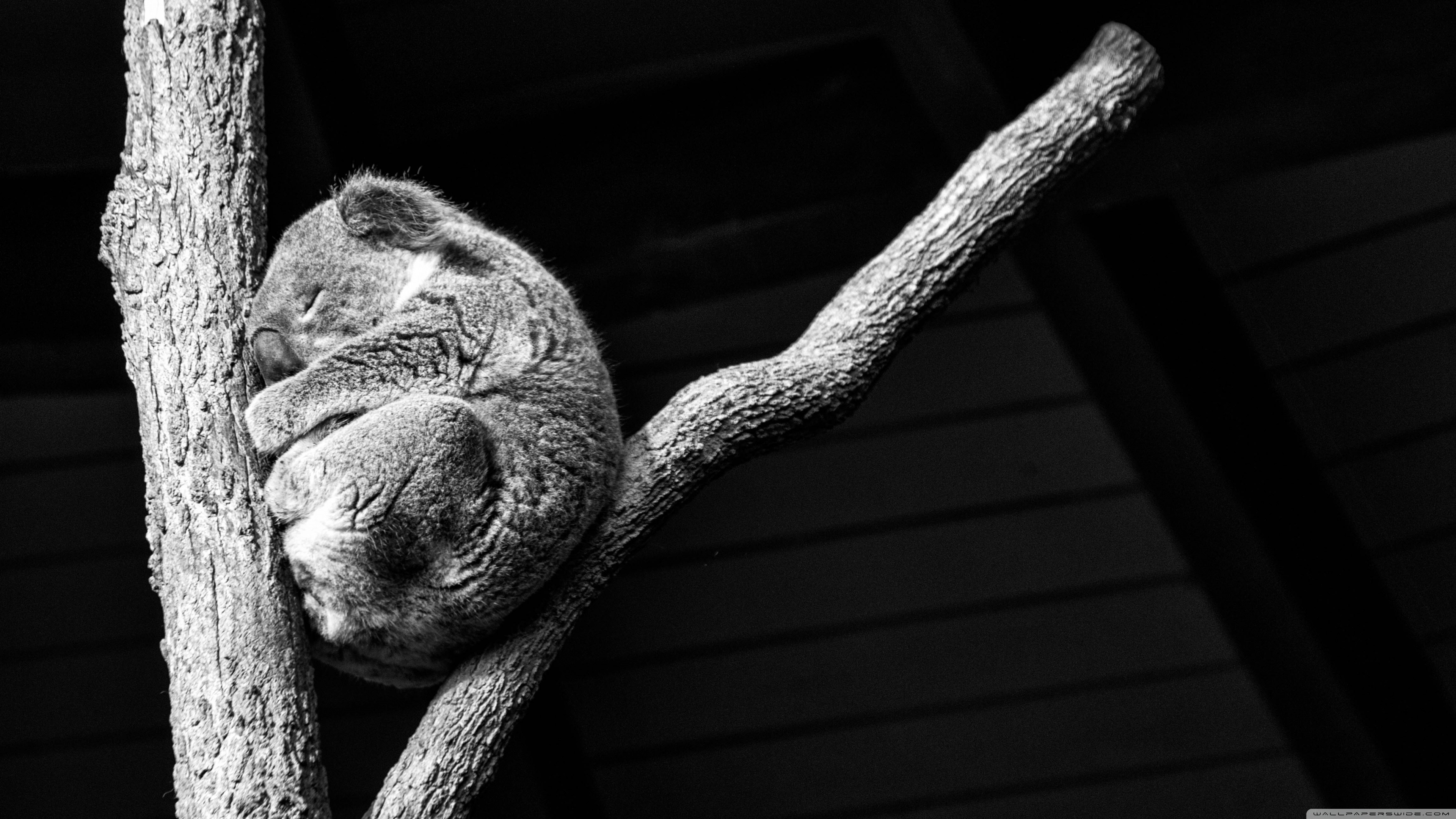 Hdwallpaper87.com Koala taking a nap Desktop