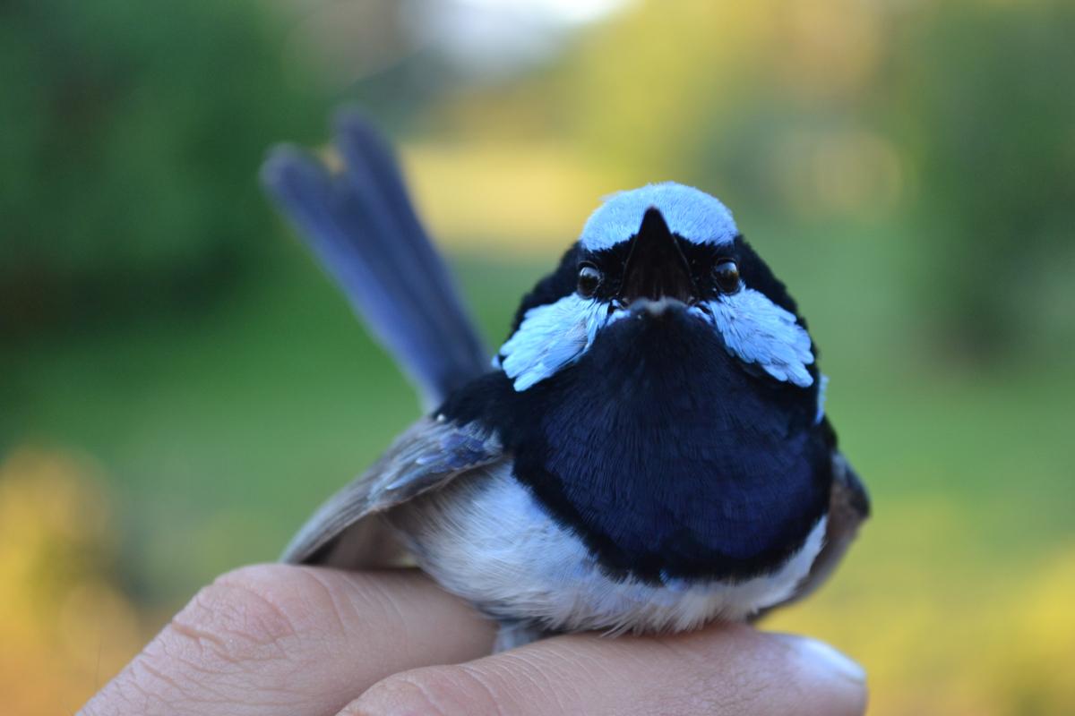 Reasons Why The Superb Fairy Wren Is Your New Favourite