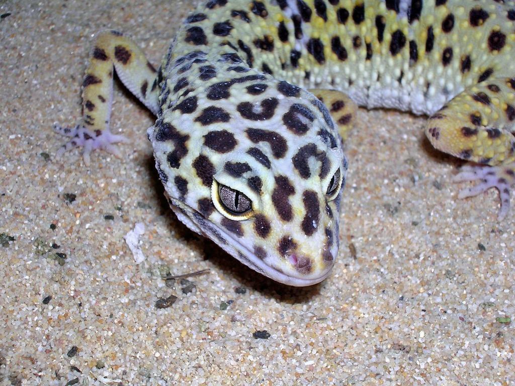 Gecko Wallpaper HD FREE for Android
