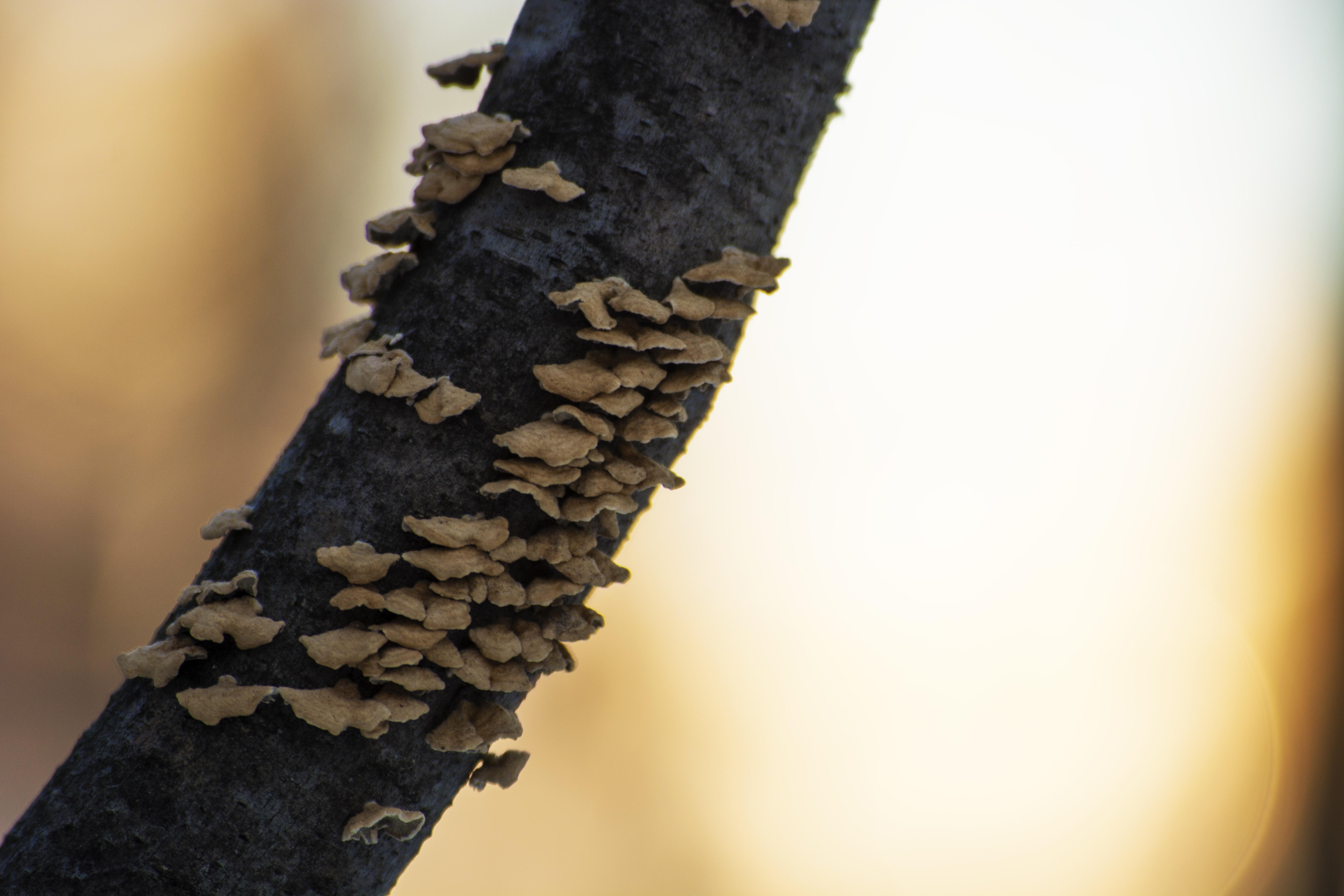 Termite Control Picture. Download Free Image
