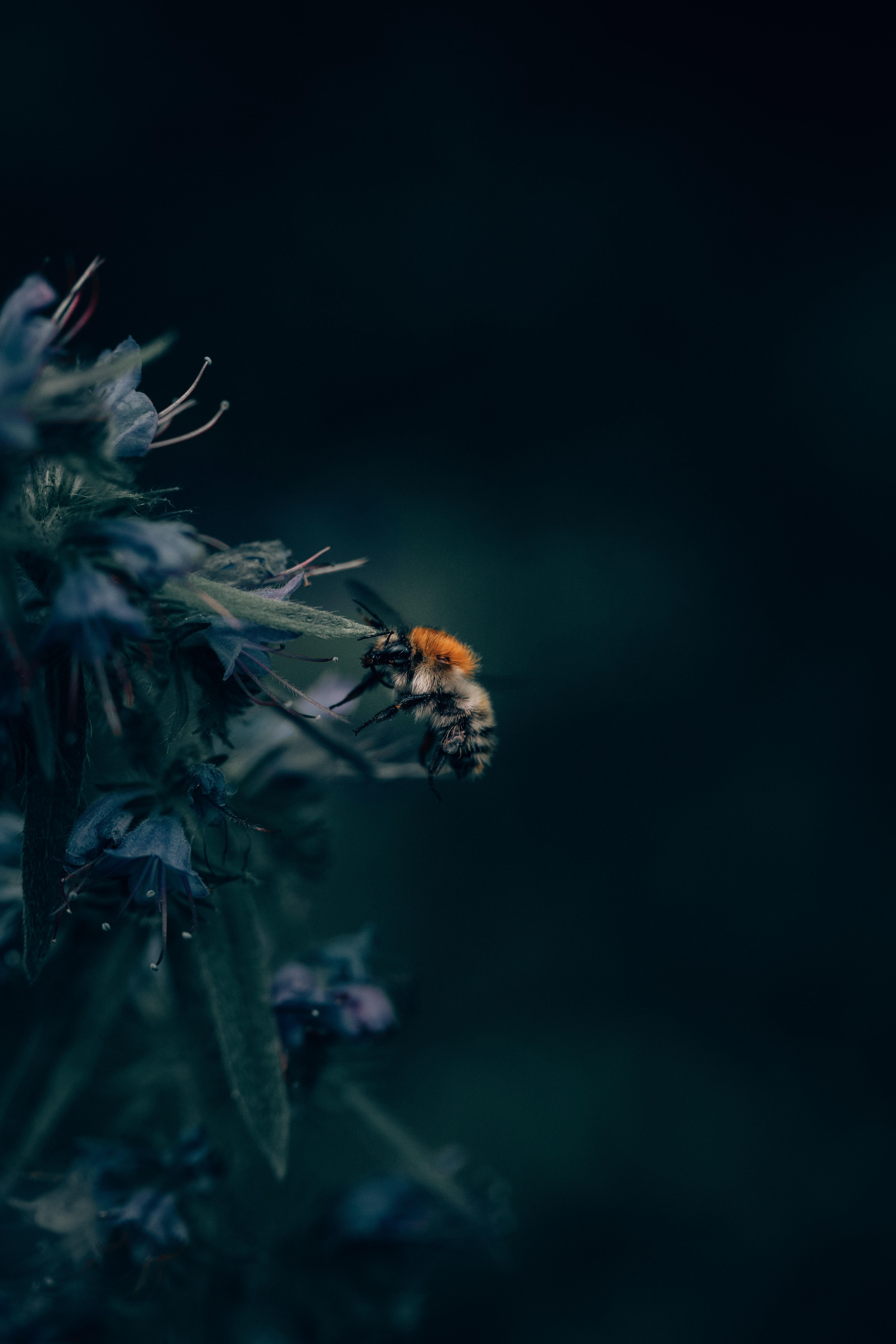 Download wallpaper 4160x6240 bumblebee, insect, flower