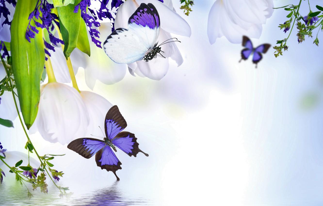 Butterfly Spring Blossom Wallpapers Wallpaper Cave