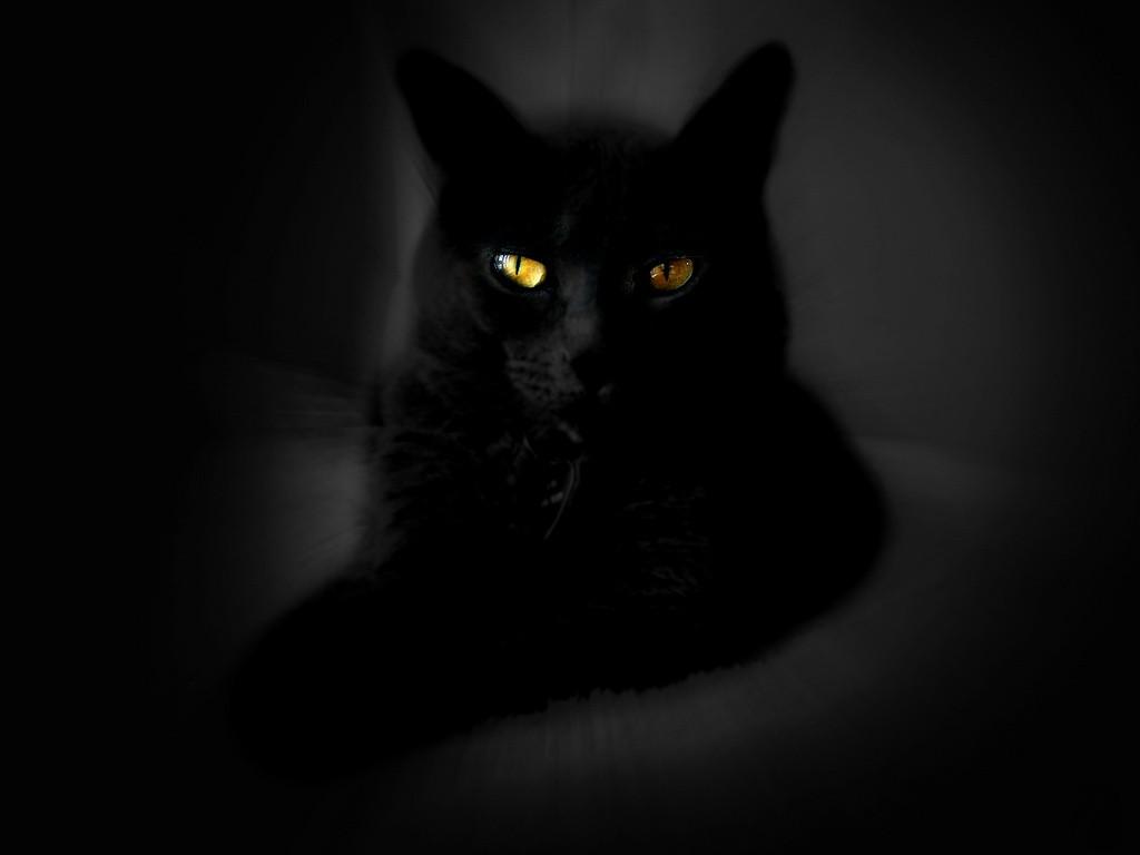 Black Cat Wallpaper for Computer
