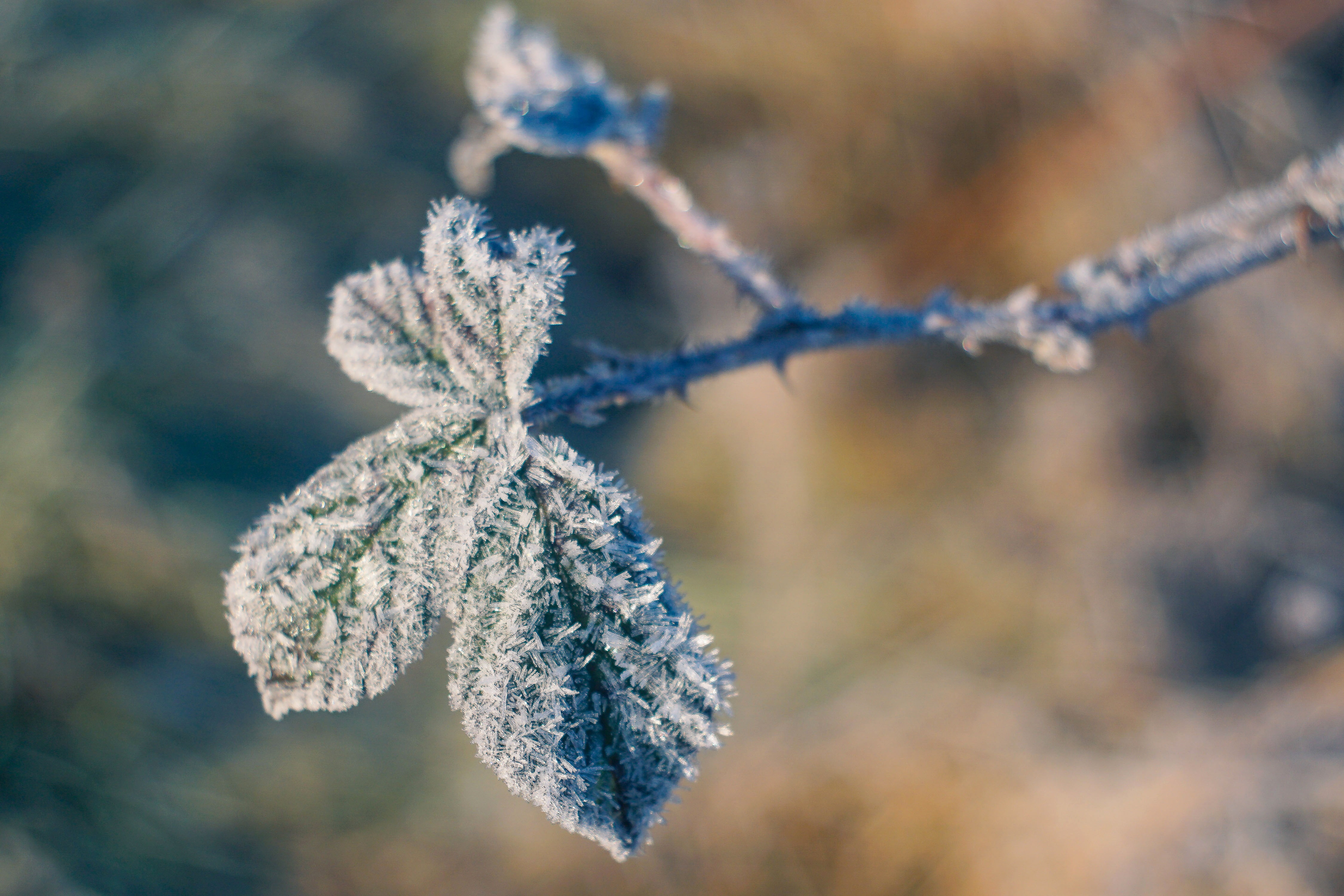 Frost Leaves Wallpapers Wallpaper Cave