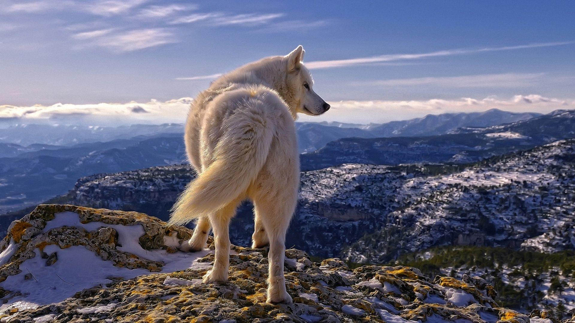 White Wolf HD Wallpaper. Download White Wolf Desktop HD Wallpaper