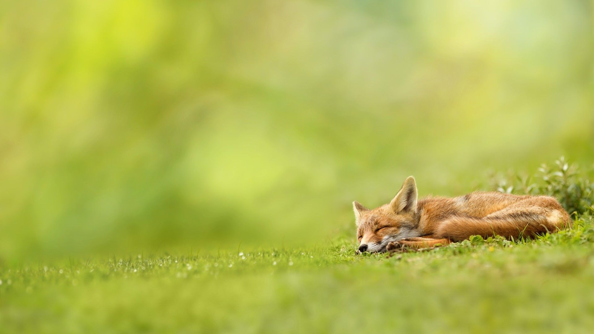 Fox Spring Wallpapers Wallpaper Cave