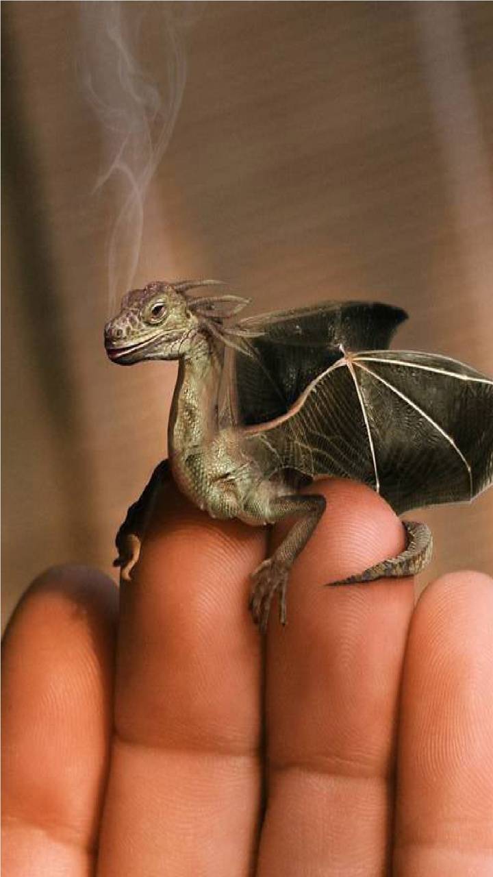 Realistic Cute Baby Dragons