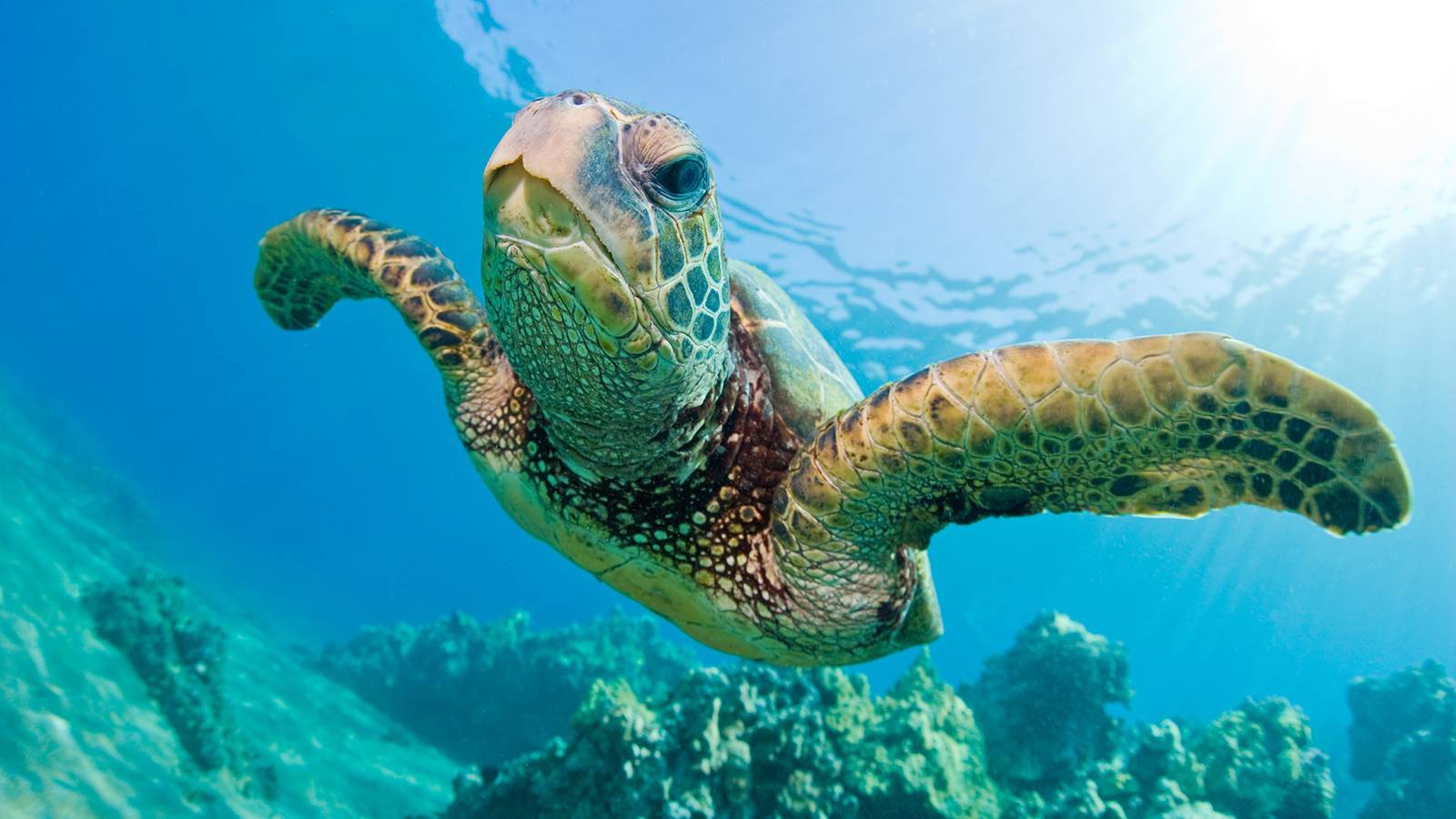 Great Barrier Reef Turtle 4K Wallpapers Wallpaper Cave