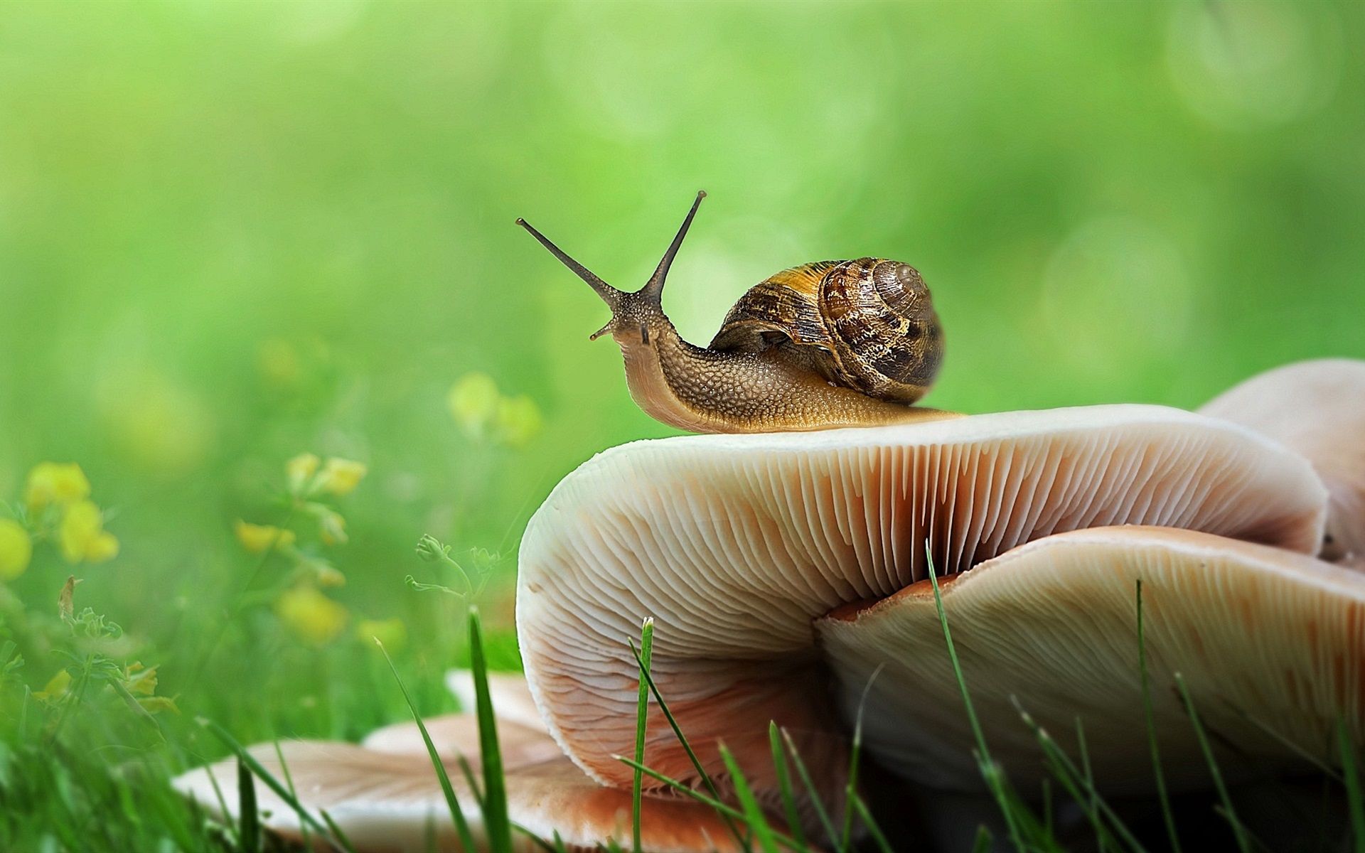 Snail On Mushroom Wallpapers Wallpaper Cave