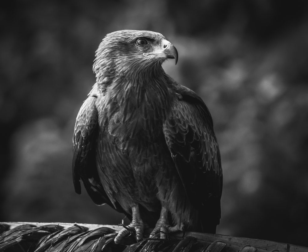Black Eagle Picture. Download Free Image