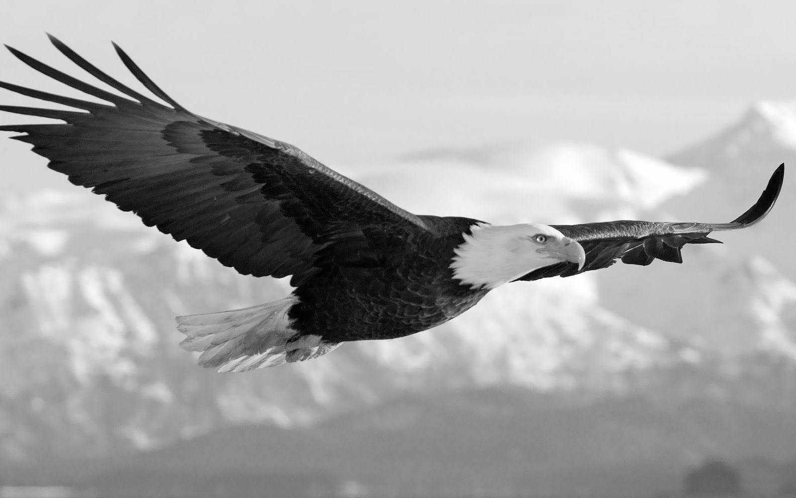 Black and white eagle wallpaper. HD Animals Wallpaper