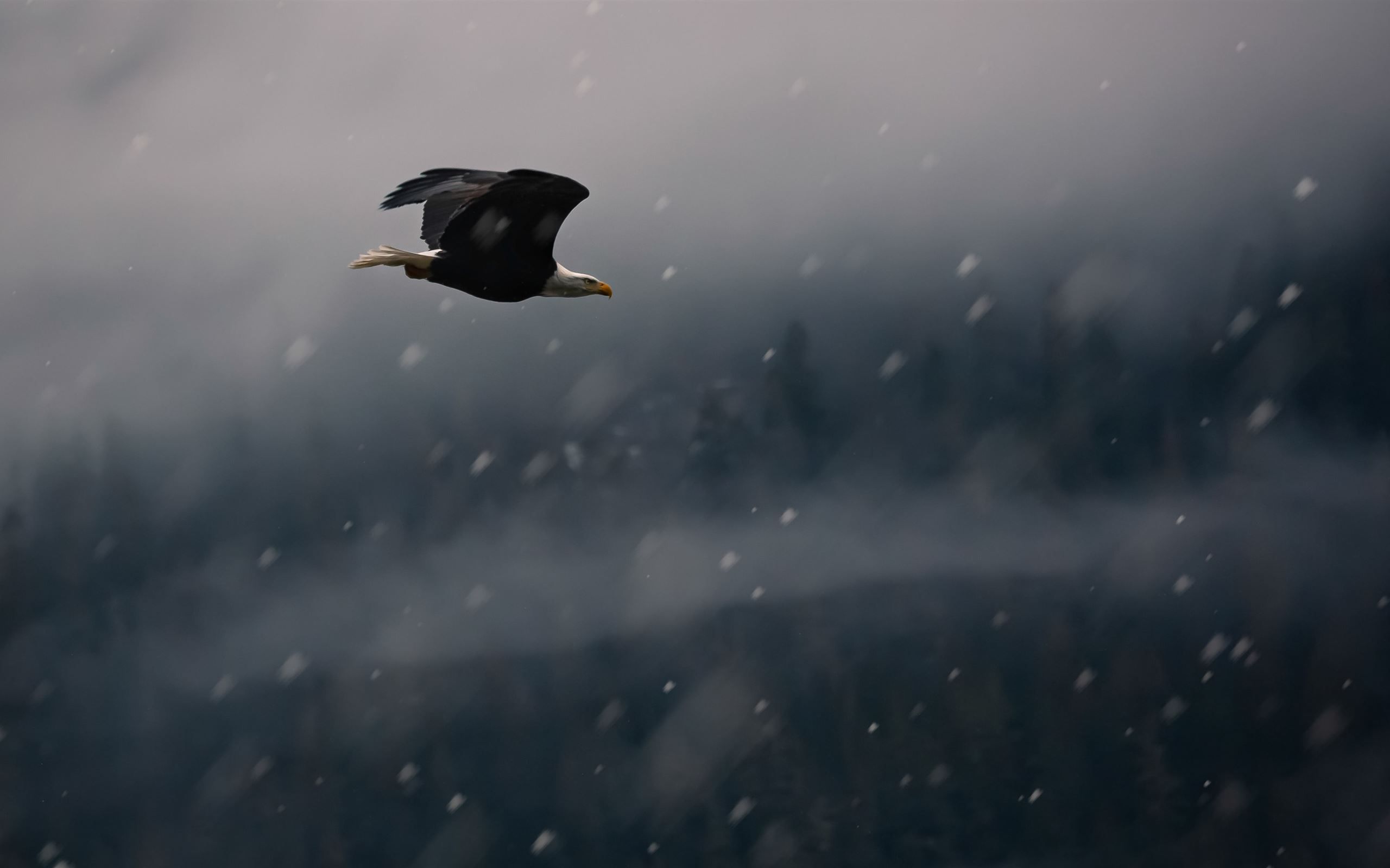 black eagle on mid air MacBook Air Wallpaper Download