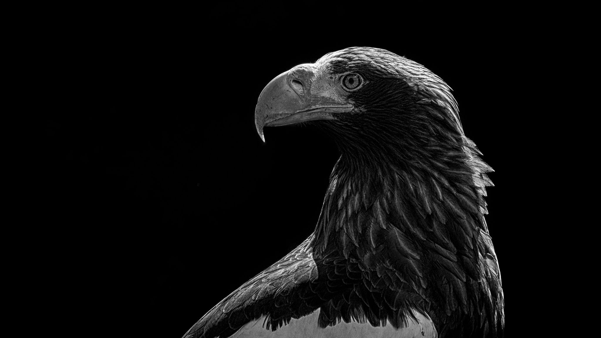 Download wallpaper 2048x1152 eagle, bird, bw, predator ultrawide
