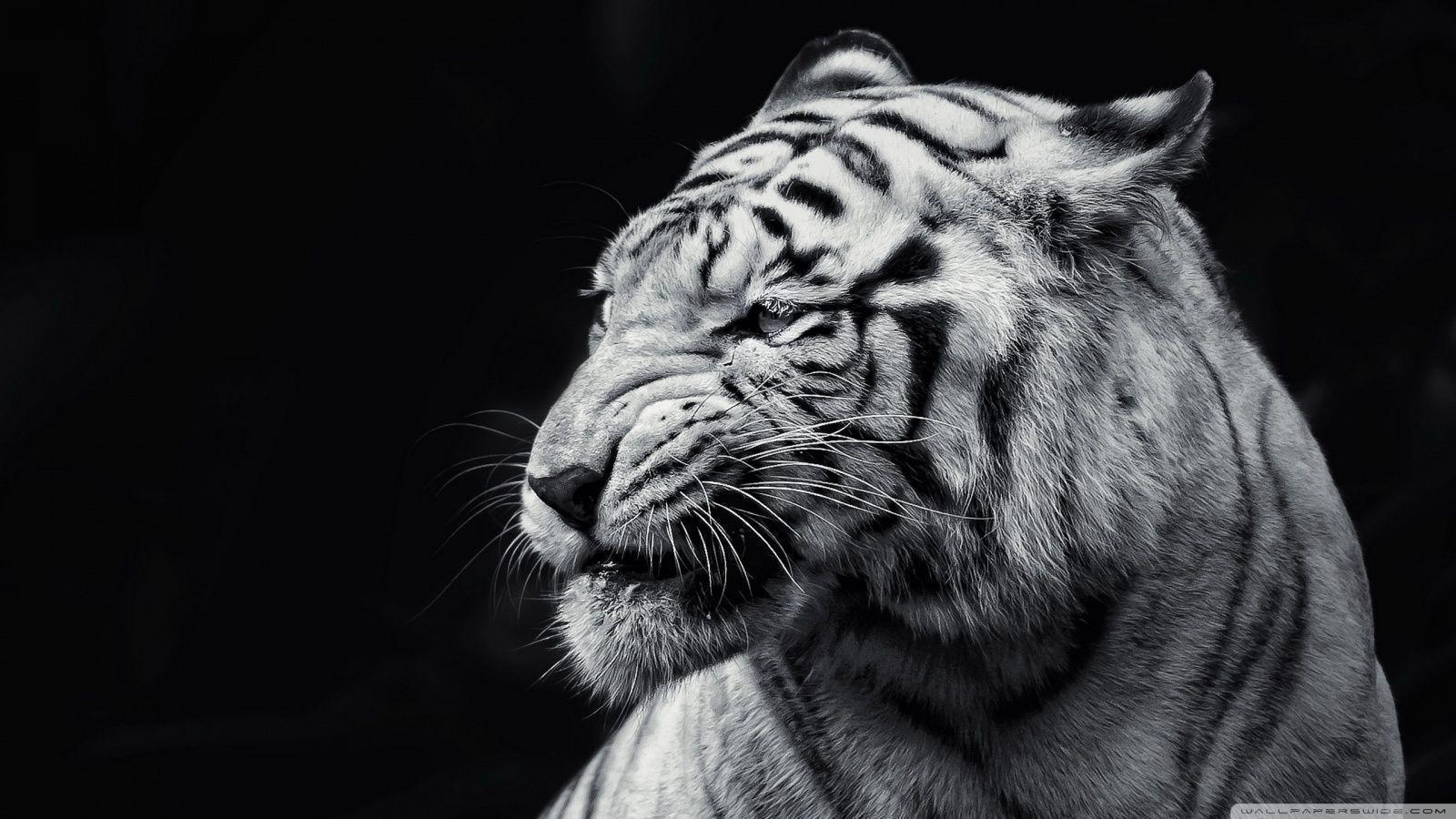 Tiger Black and White HD desktop wallpaper, High Definition
