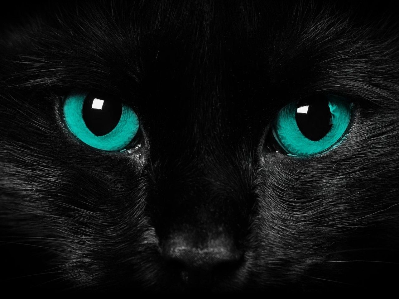 Black Cat Blue Eyes Cat Wallpaper Cat Blue Eyes HD Wallpaper