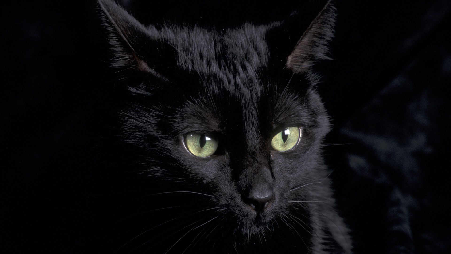 Little Brian. Cat wallpaper, Cute black cats, Cats and kittens