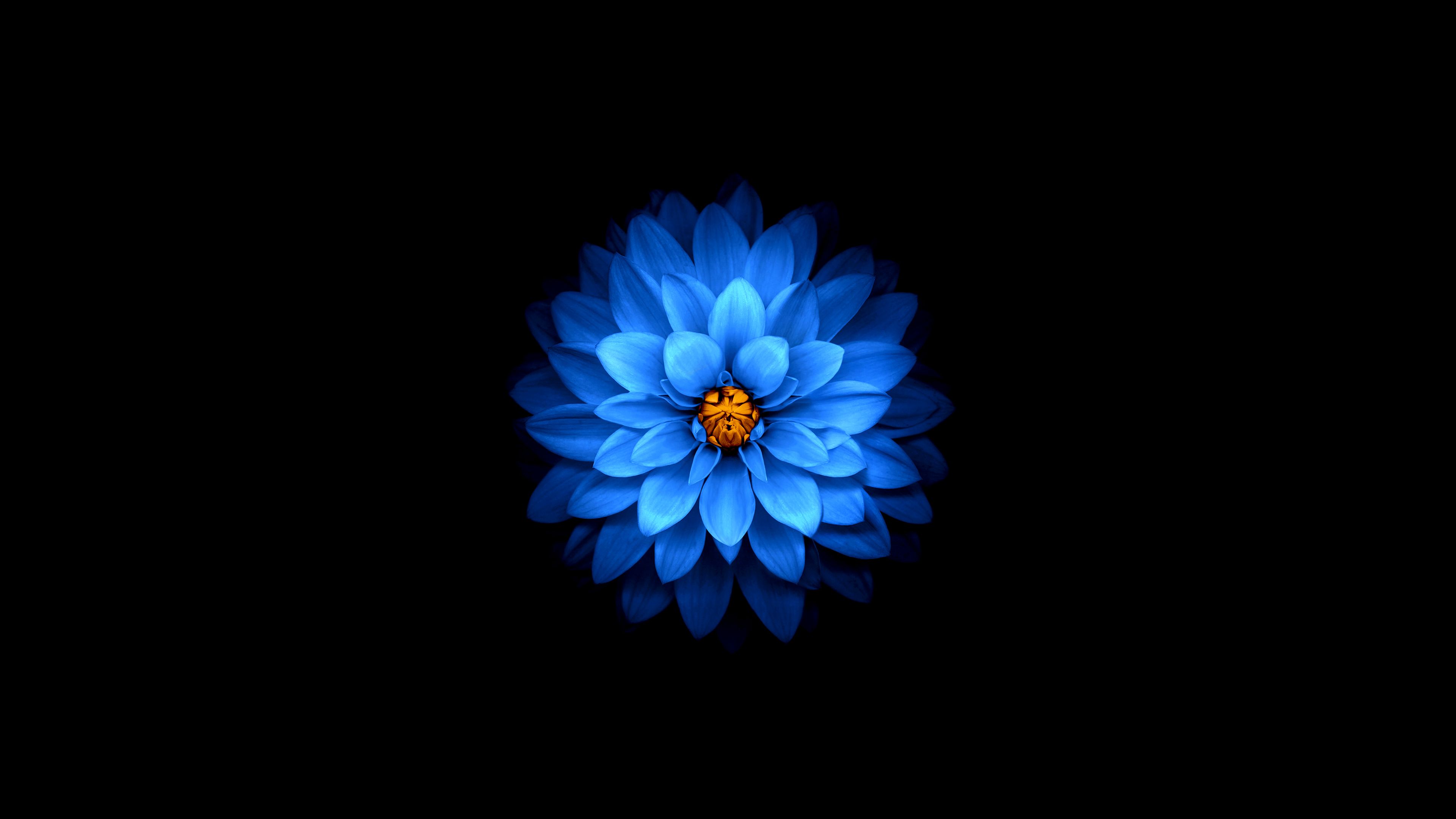 Oled Flower Wallpapers Wallpaper Cave