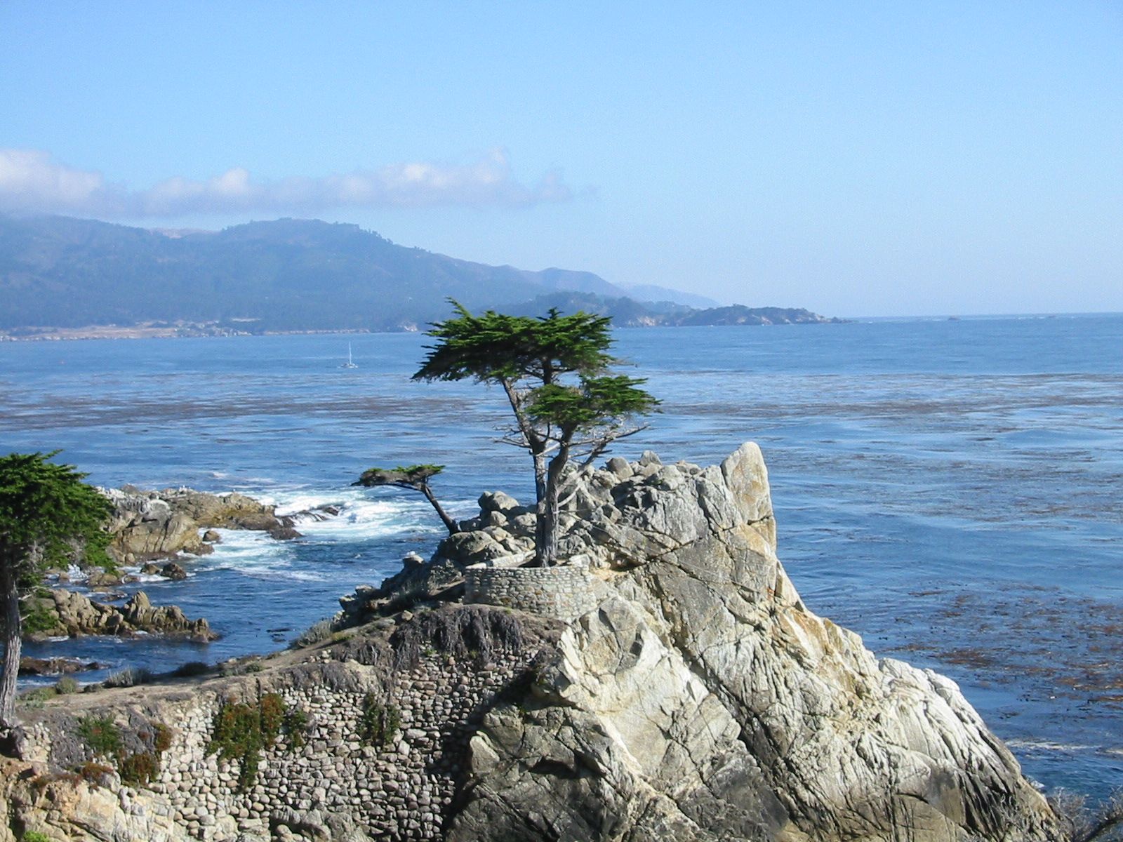 Lone Cypress Wallpapers Wallpaper Cave