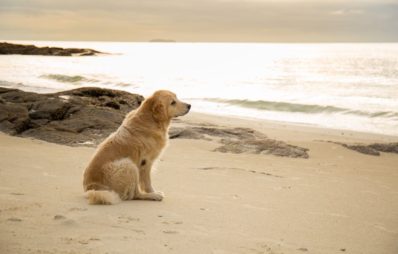 Shaved lab golden retriever mix