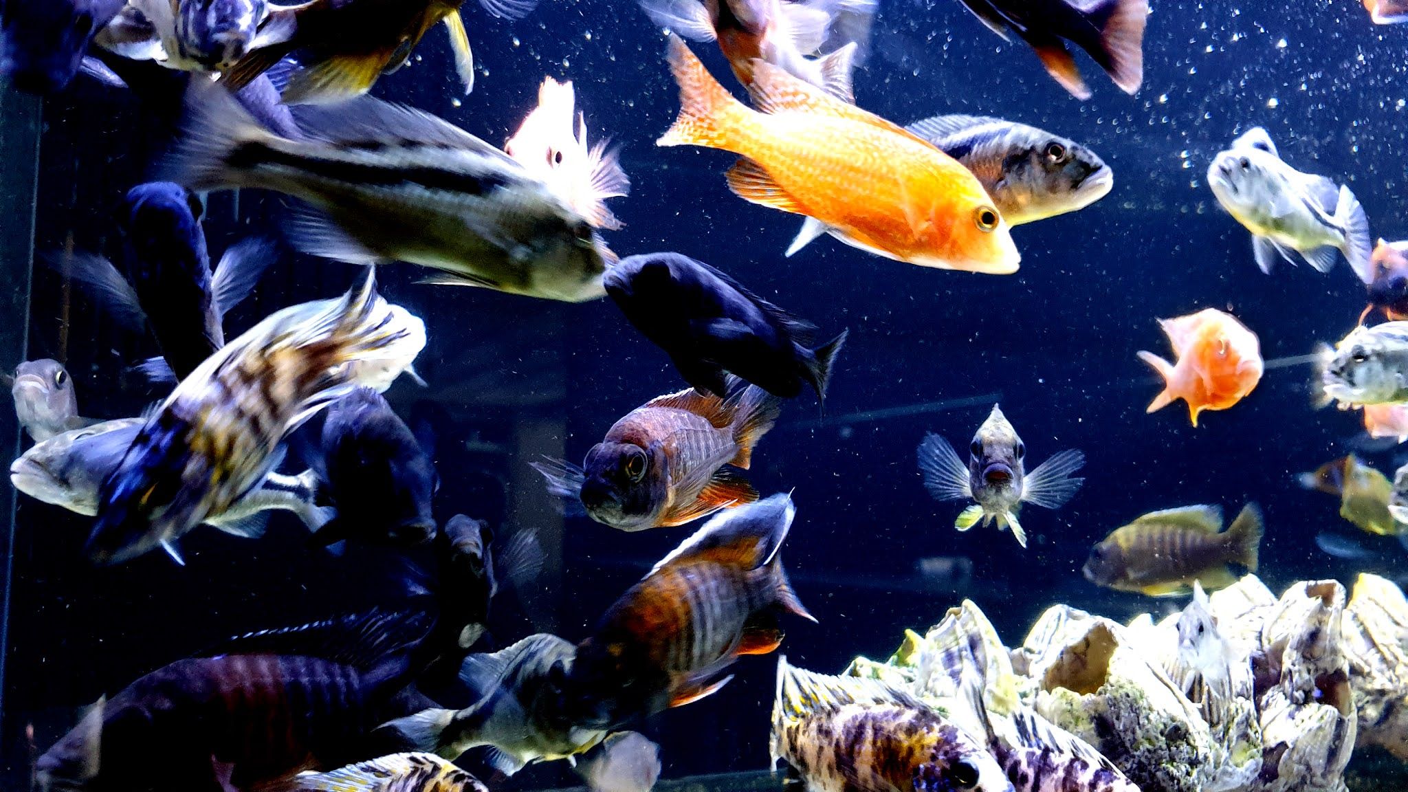 Cichlid Wallpapers Wallpaper Cave