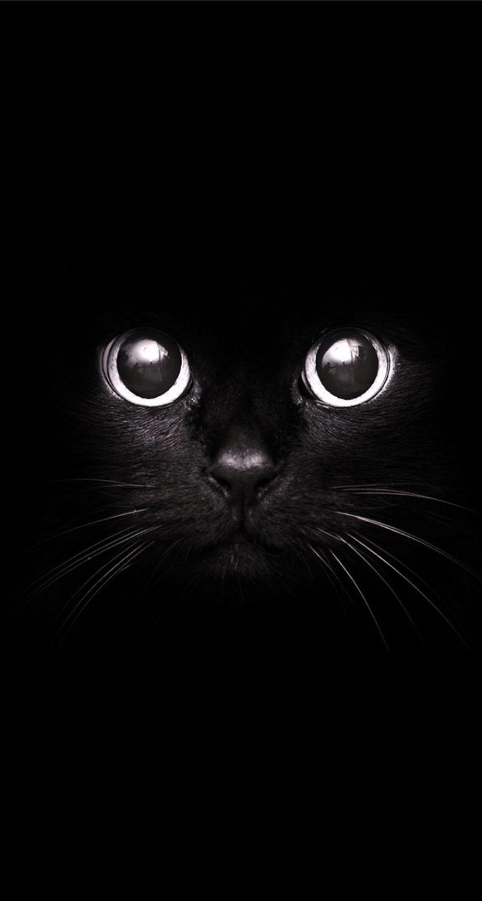 Black Cat 3D Wallpaper Free Black Cat 3D Background